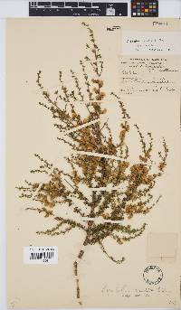Aspalathus arida subsp. arida image