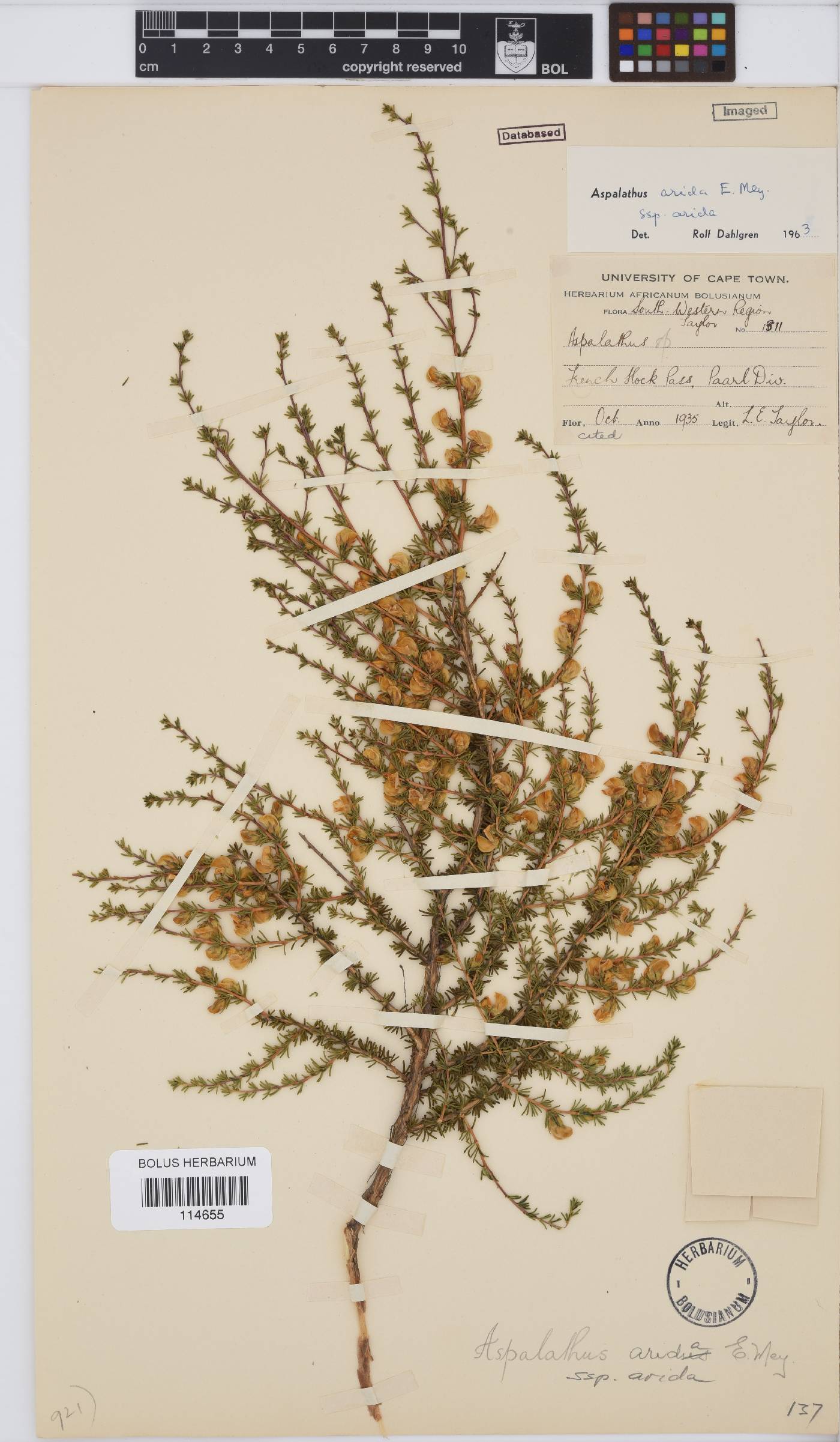 Aspalathus arida subsp. arida image