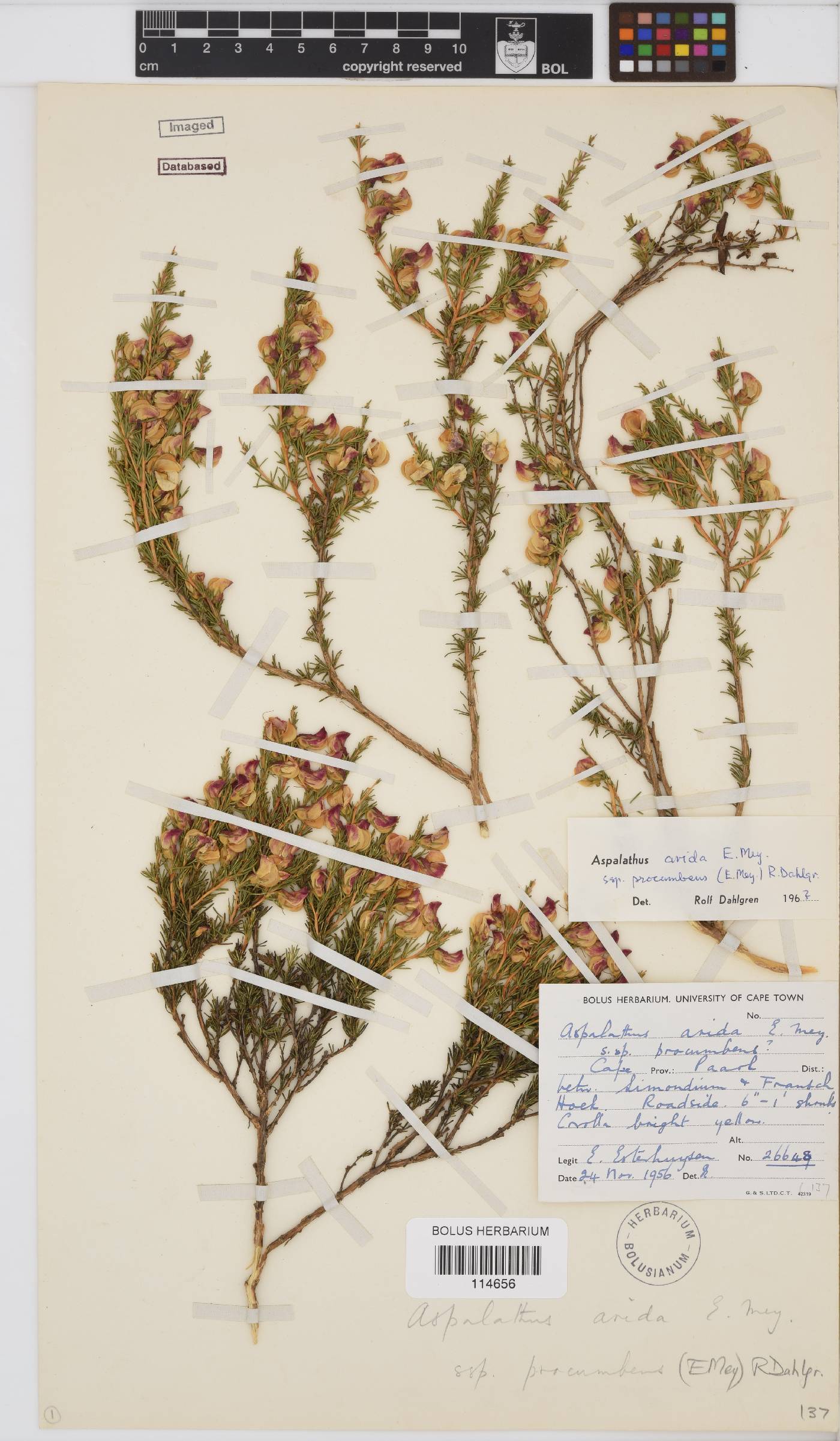 Aspalathus arida subsp. procumbens image