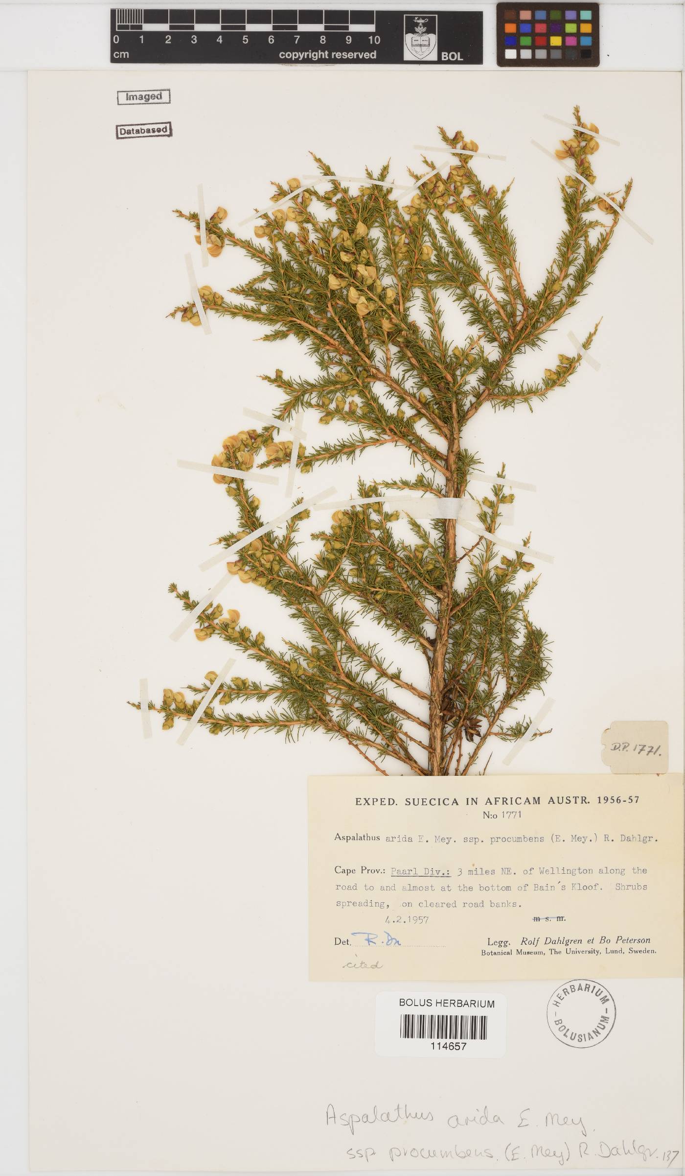 Aspalathus arida subsp. procumbens image