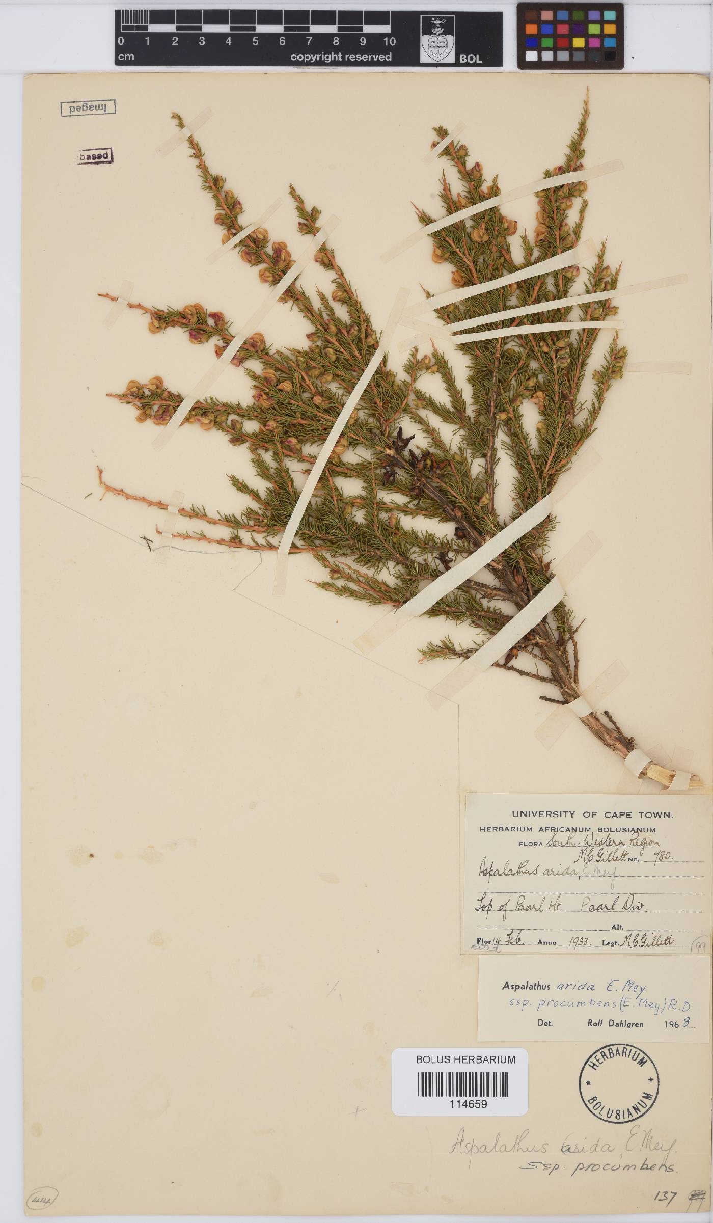 Aspalathus arida image