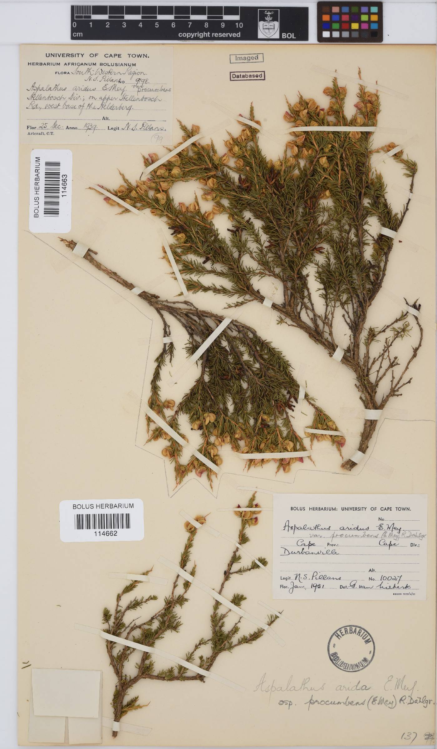 Aspalathus arida subsp. procumbens image