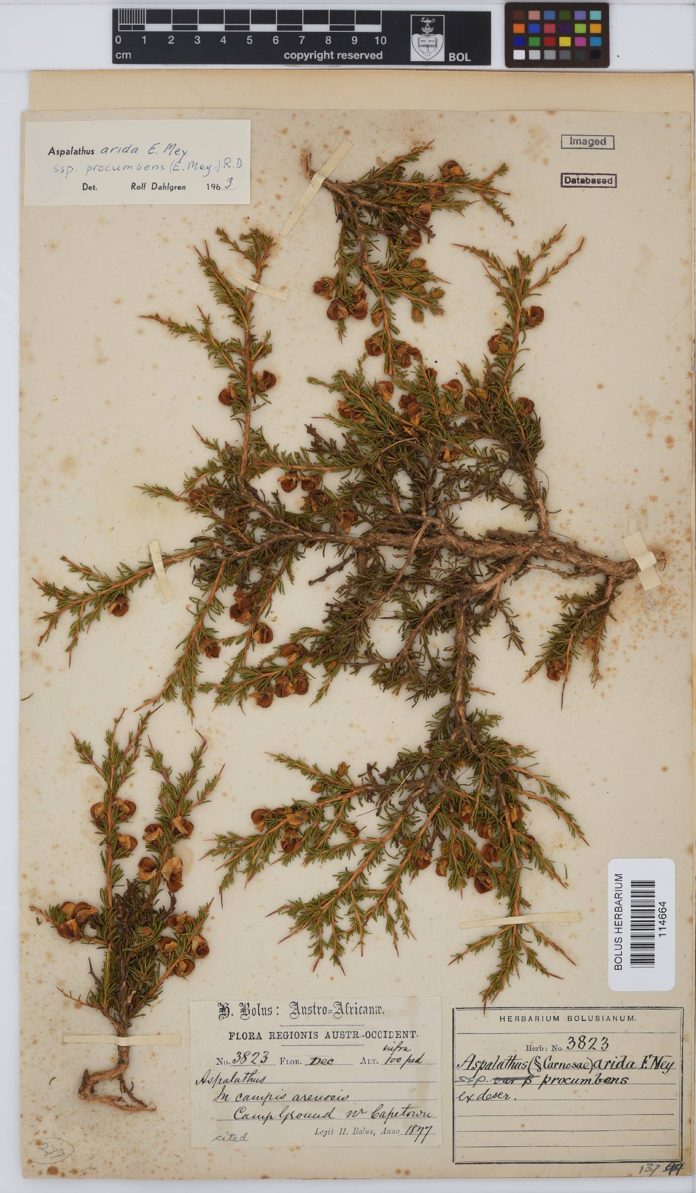 Aspalathus arida subsp. procumbens image