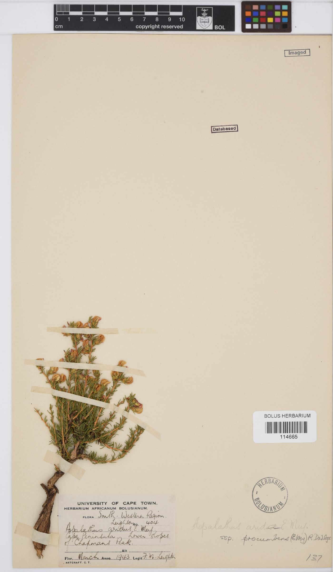 Aspalathus arida image