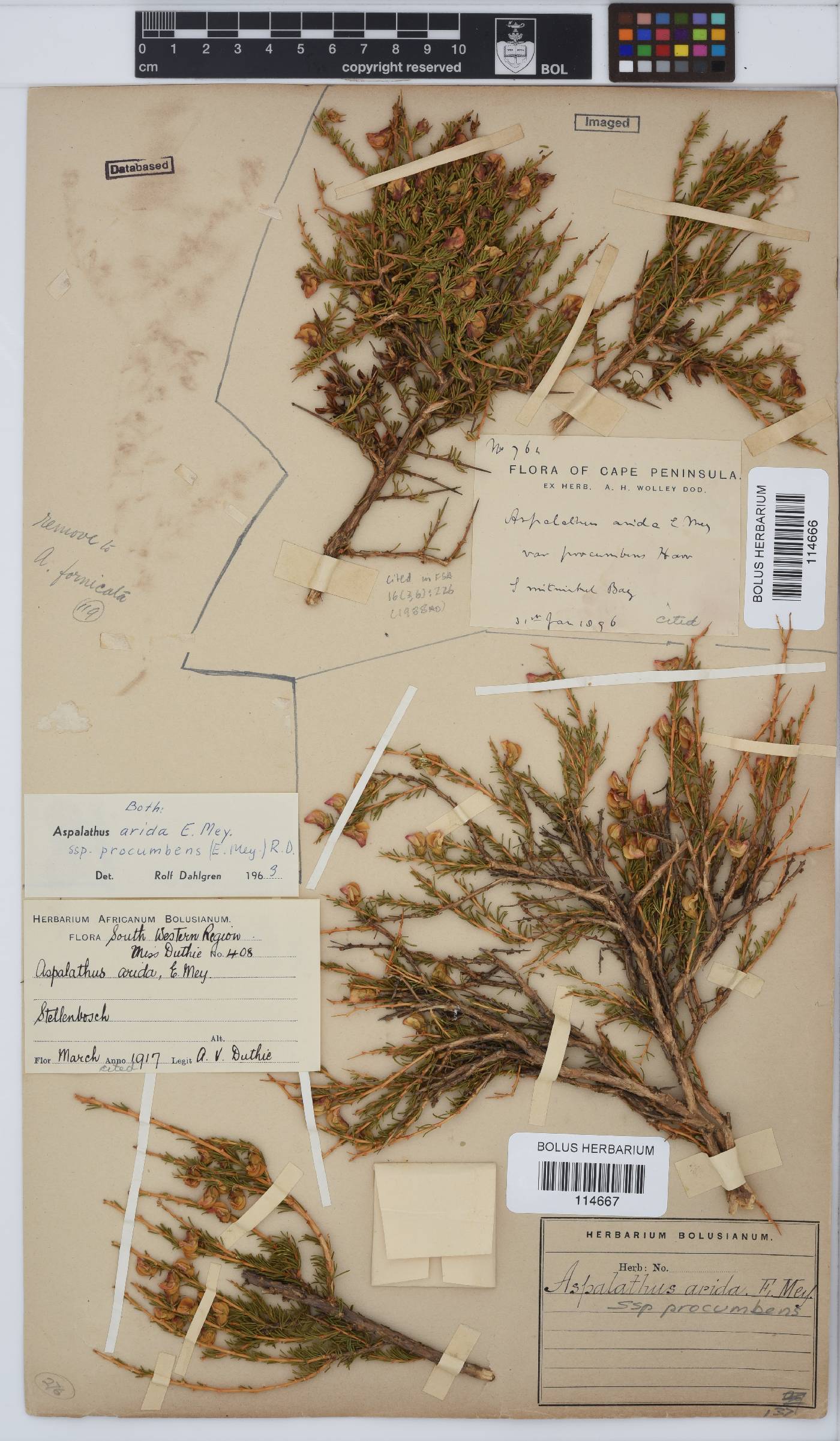 Aspalathus arida subsp. procumbens image