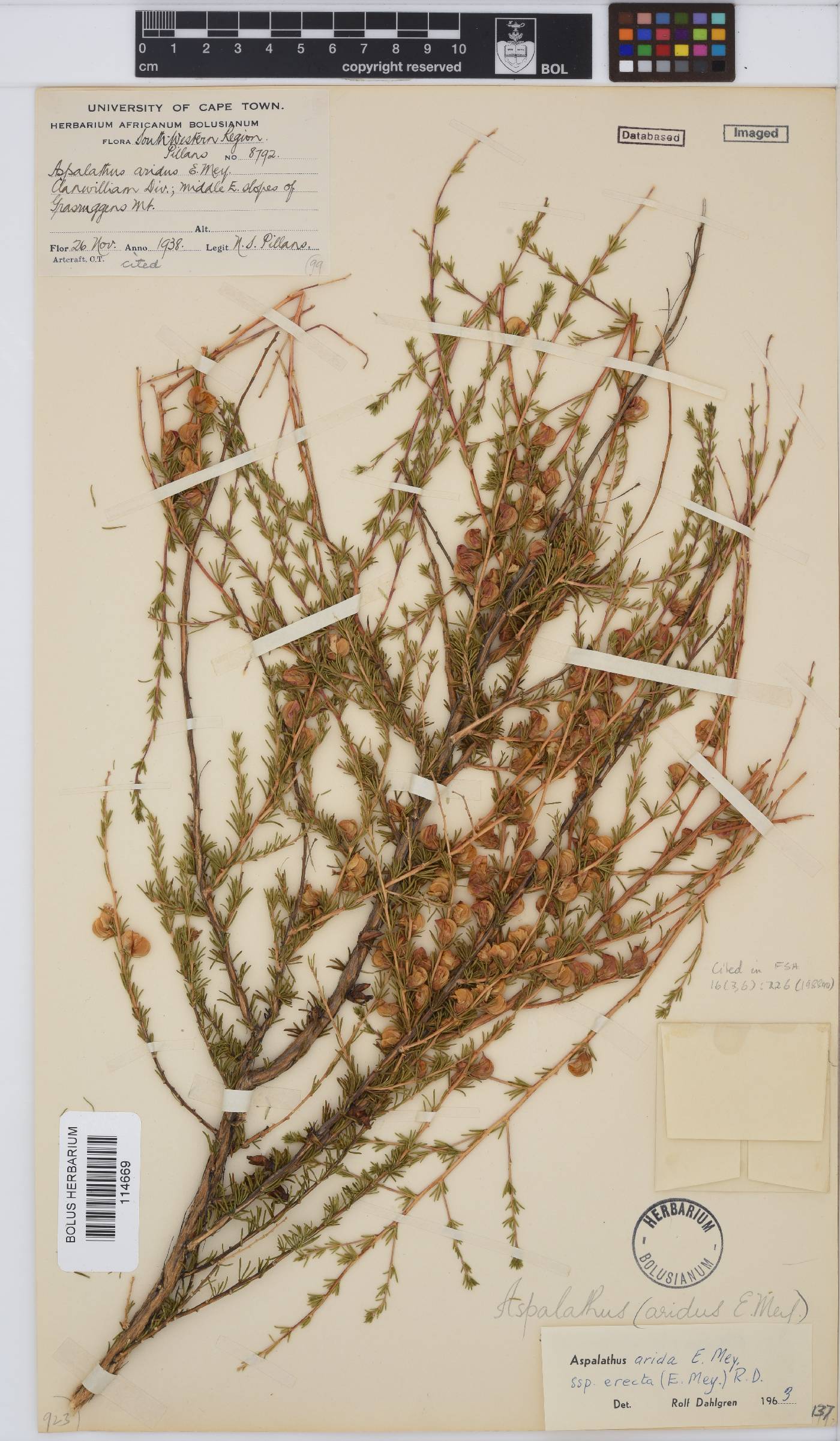 Aspalathus arida subsp. erecta image
