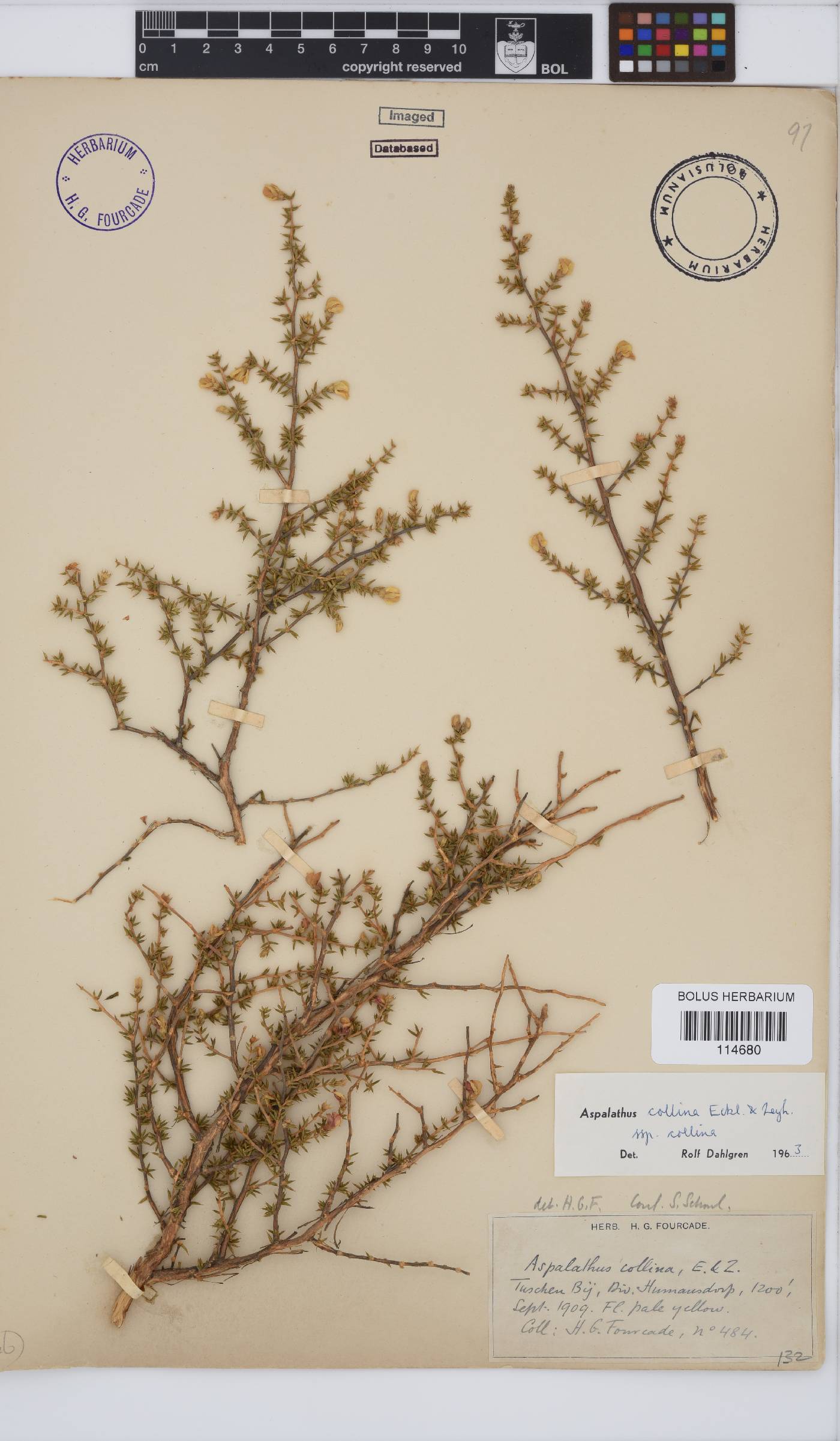 Aspalathus collina subsp. collina image