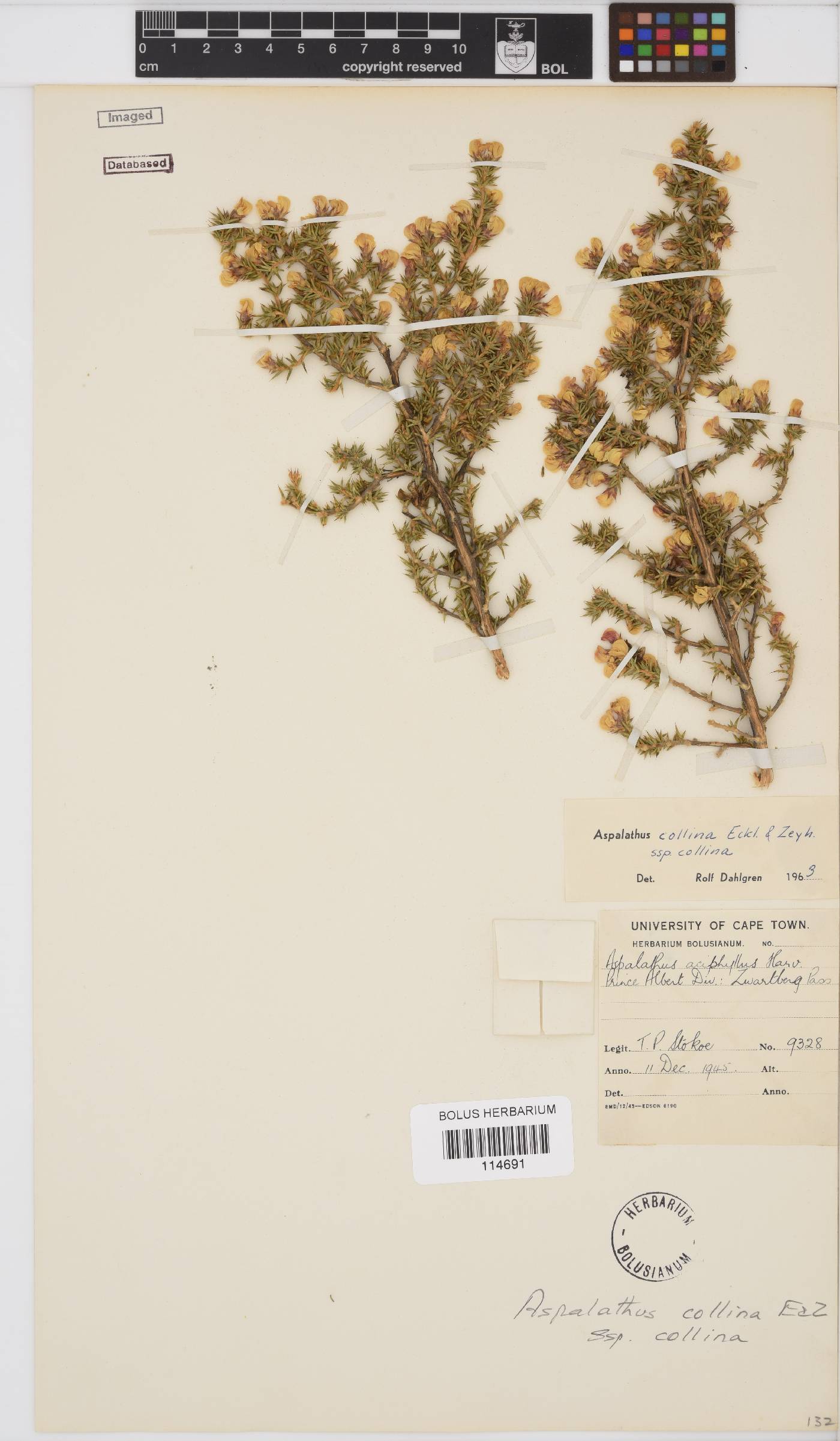 Aspalathus collina subsp. collina image