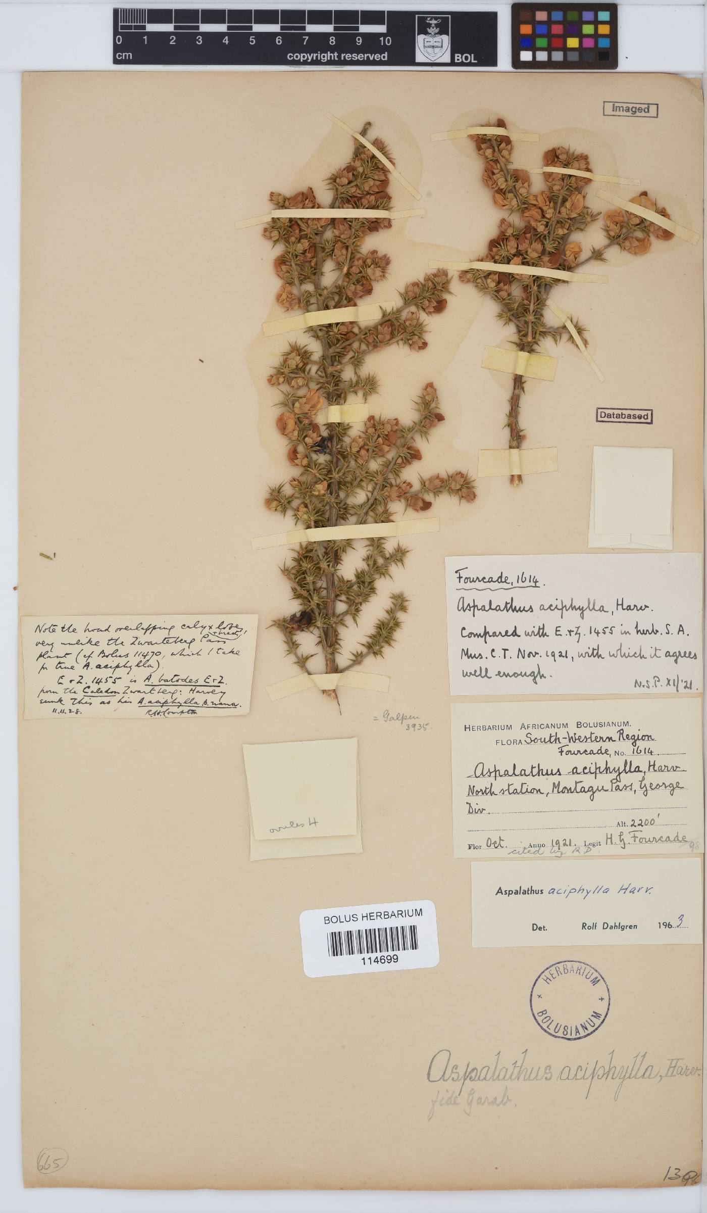Aspalathus aciphylla image
