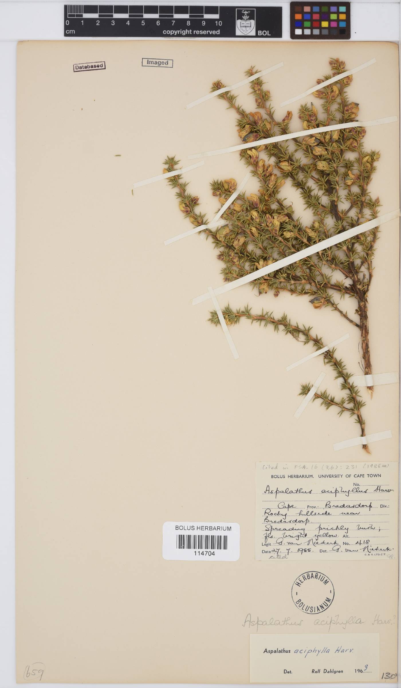 Aspalathus aciphylla image