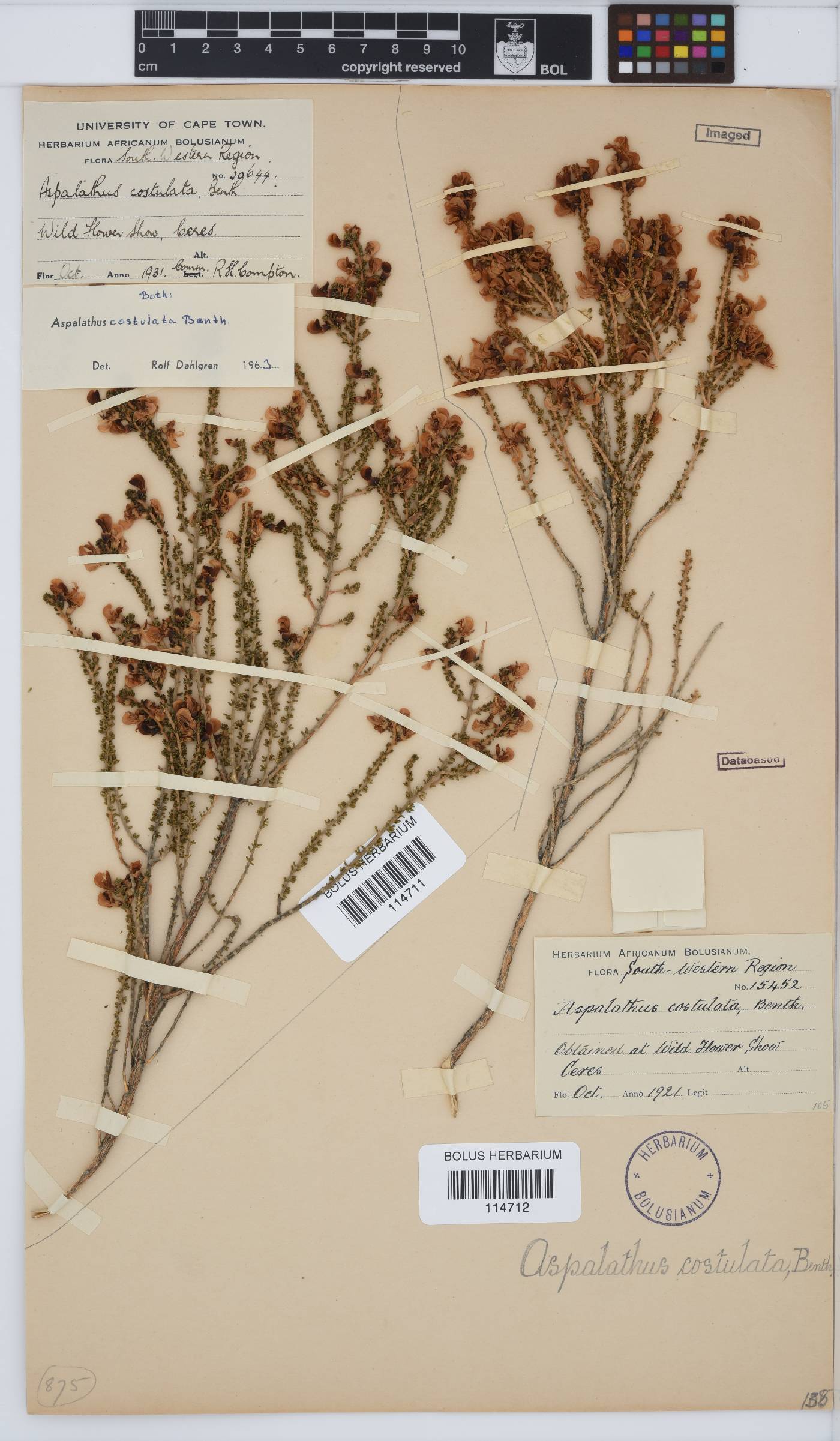 Aspalathus costulata image