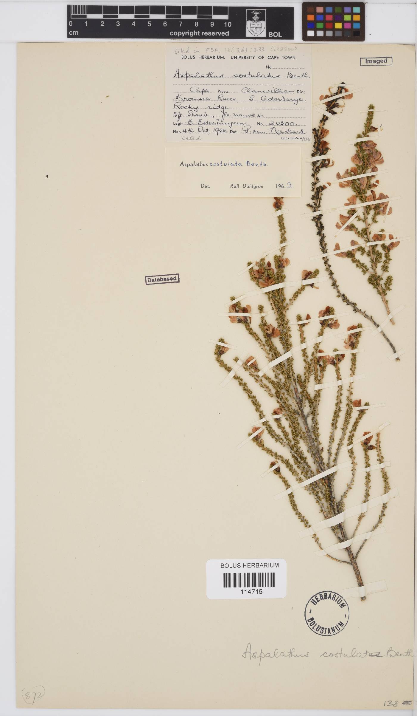 Aspalathus costulata image