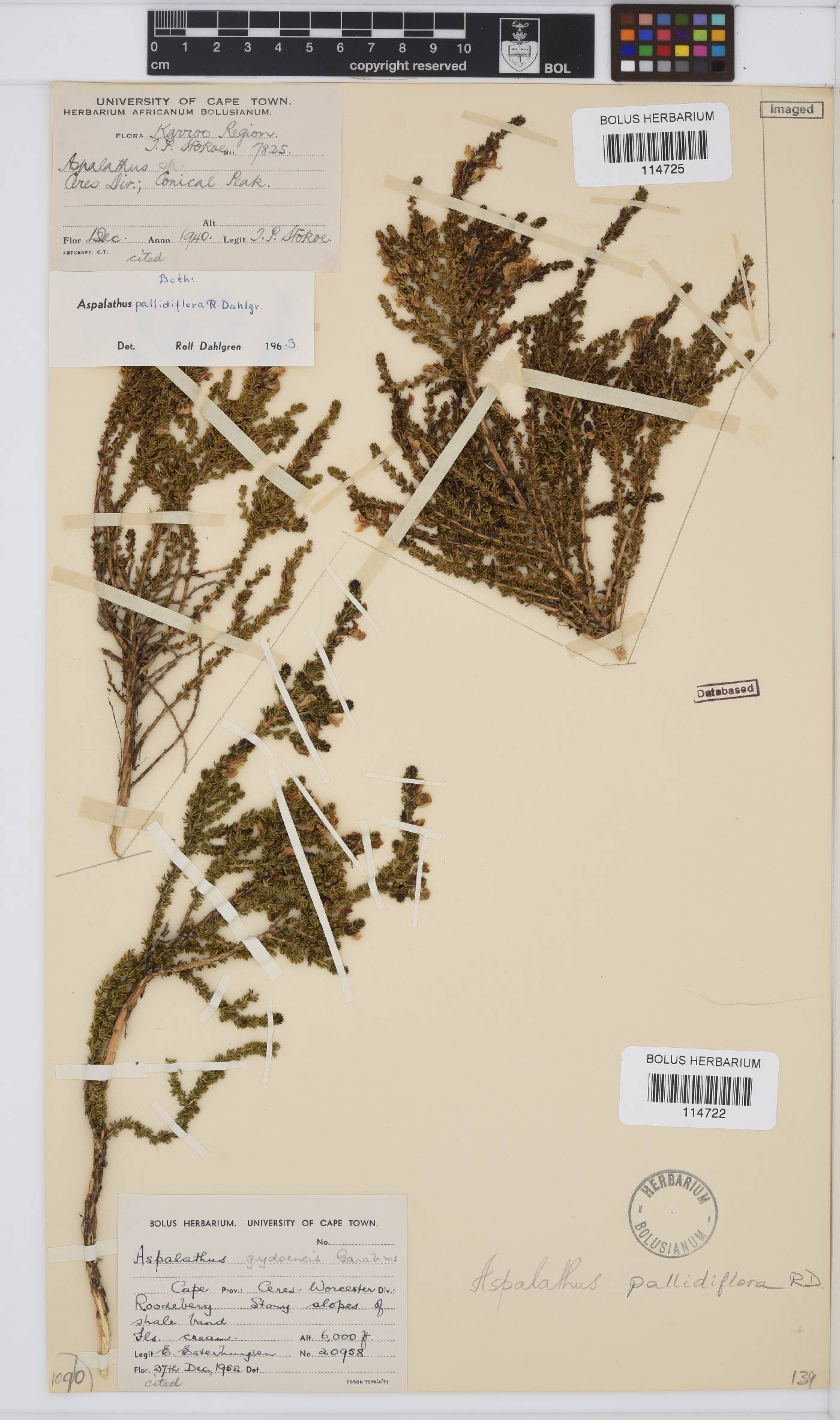 Aspalathus pallidiflora image