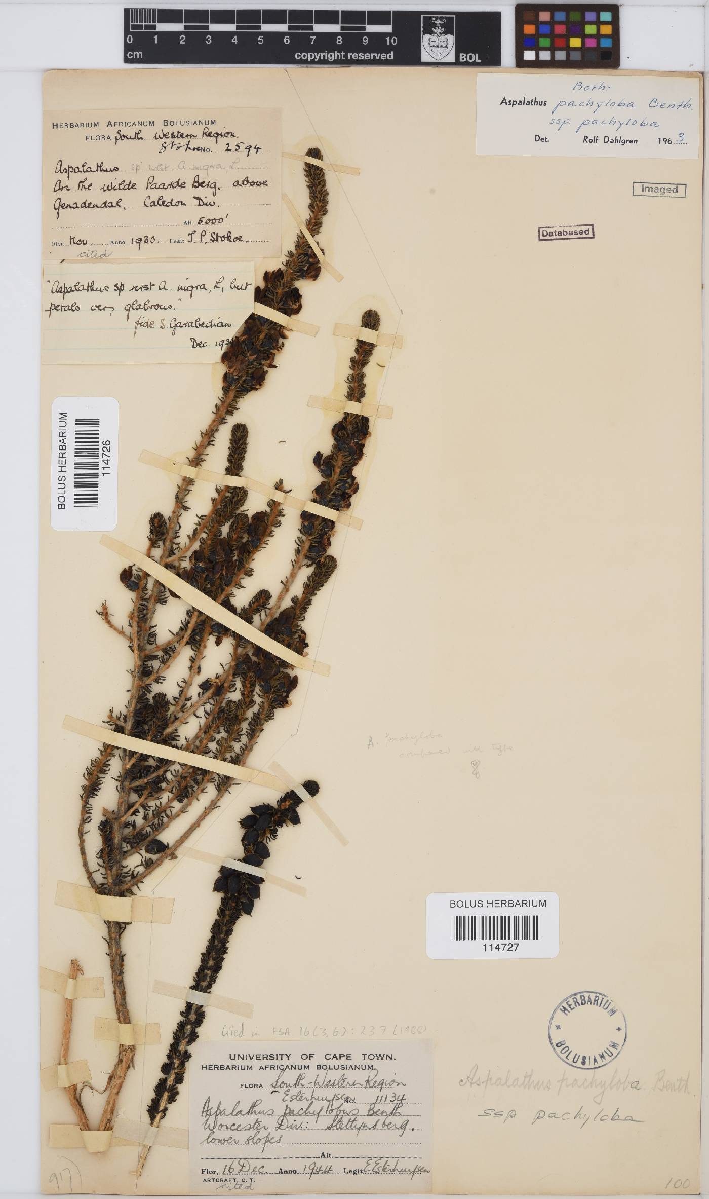 Aspalathus pachyloba subsp. pachyloba image