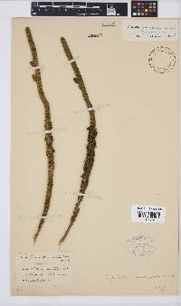 Aspalathus pachyloba subsp. pachyloba image