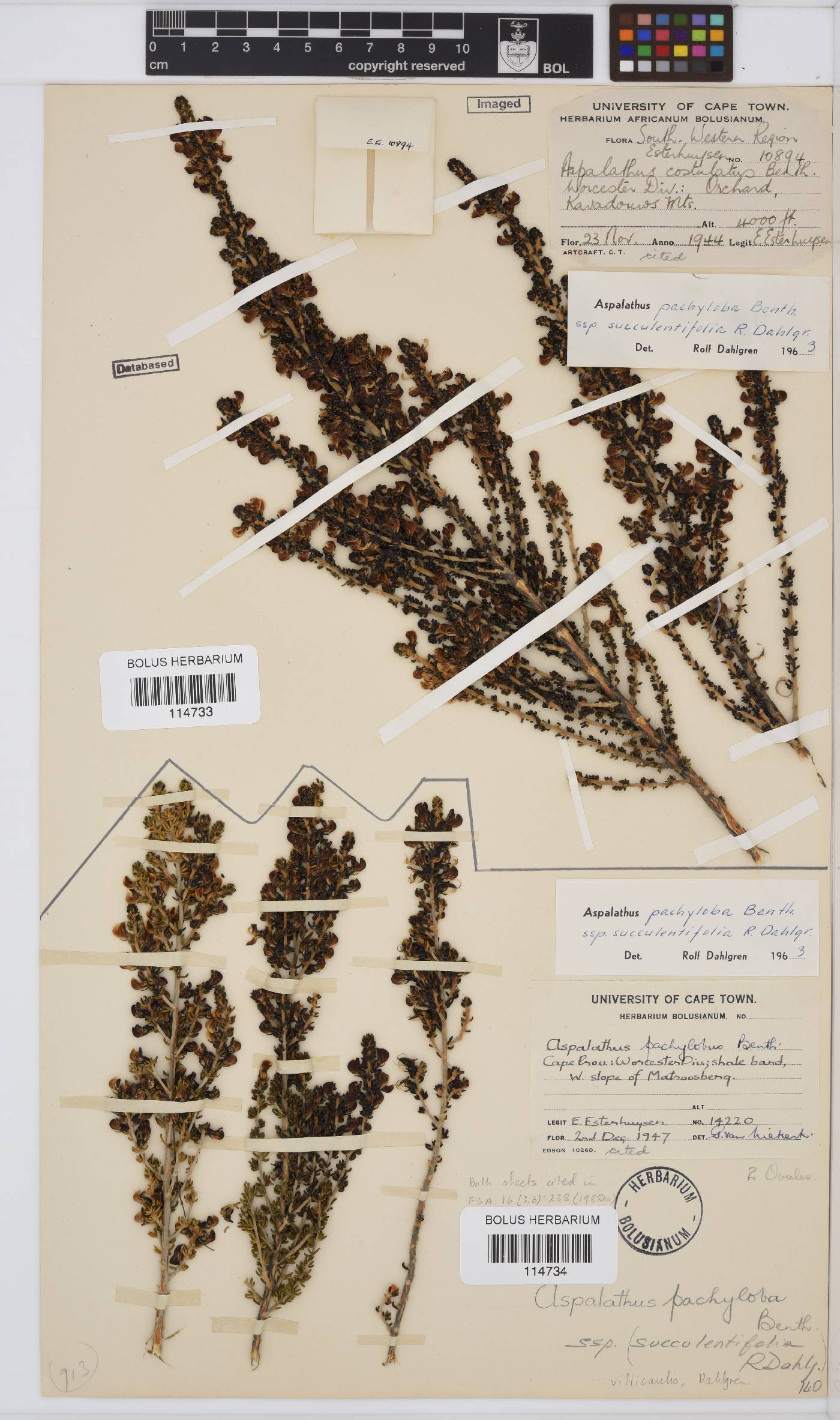 Aspalathus pachyloba subsp. villicaulis image