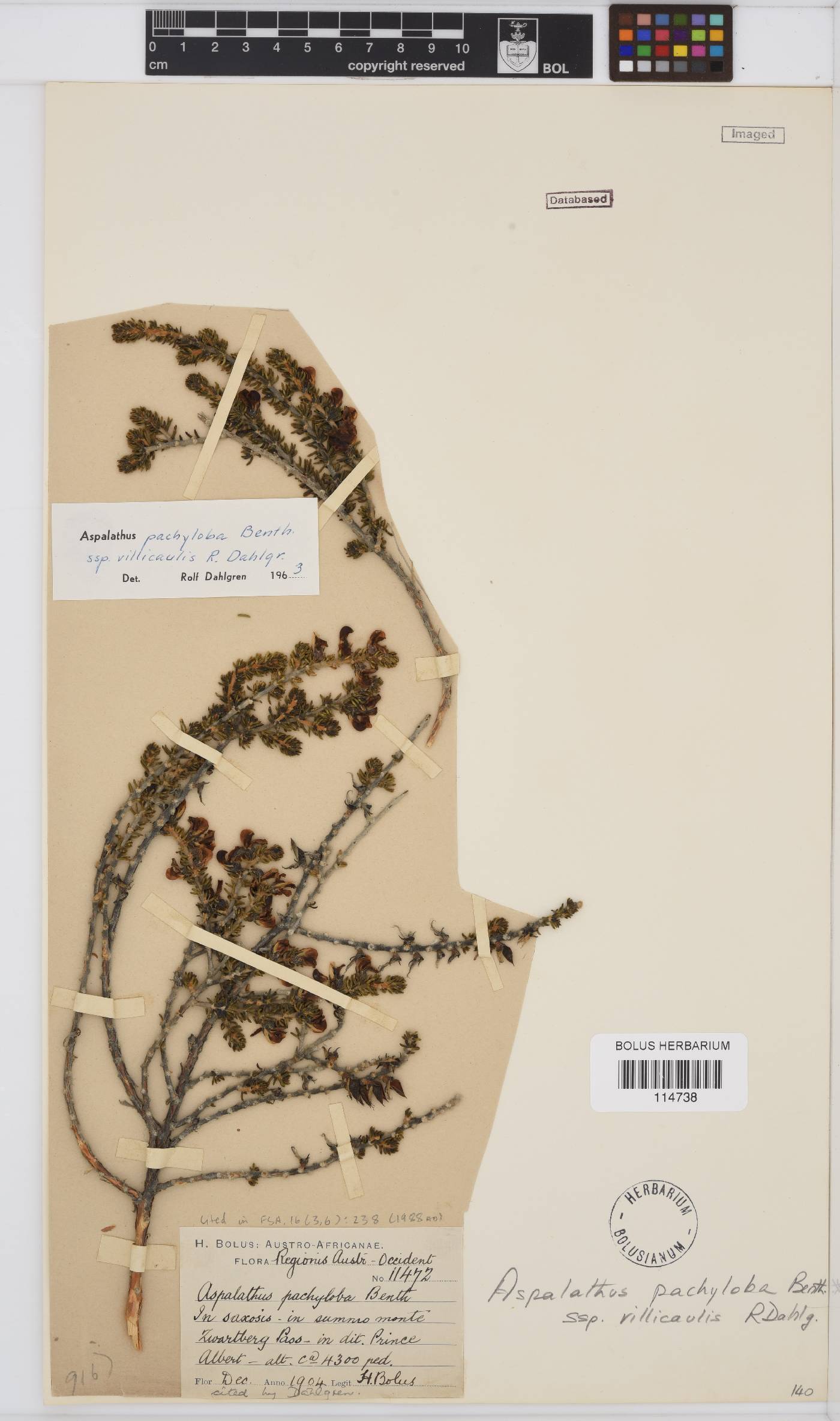 Aspalathus pachyloba subsp. villicaulis image
