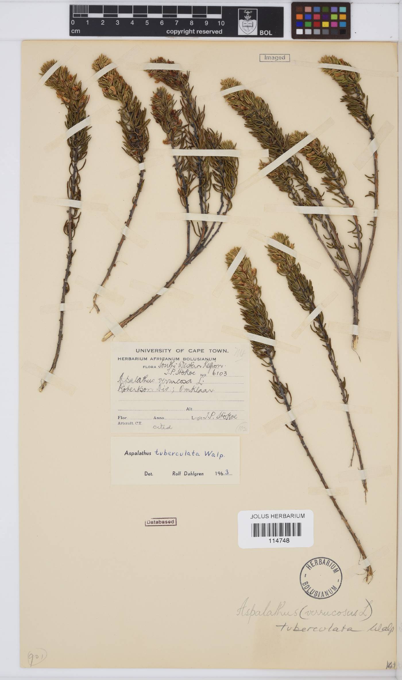 Aspalathus tuberculata image