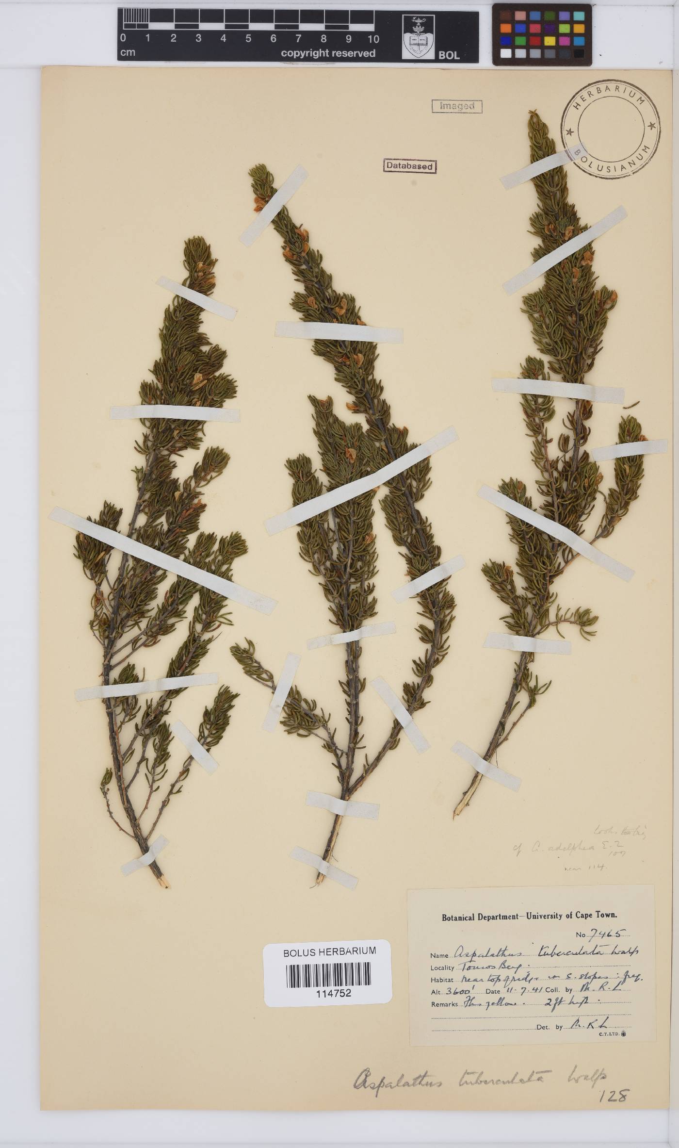Aspalathus tuberculata image
