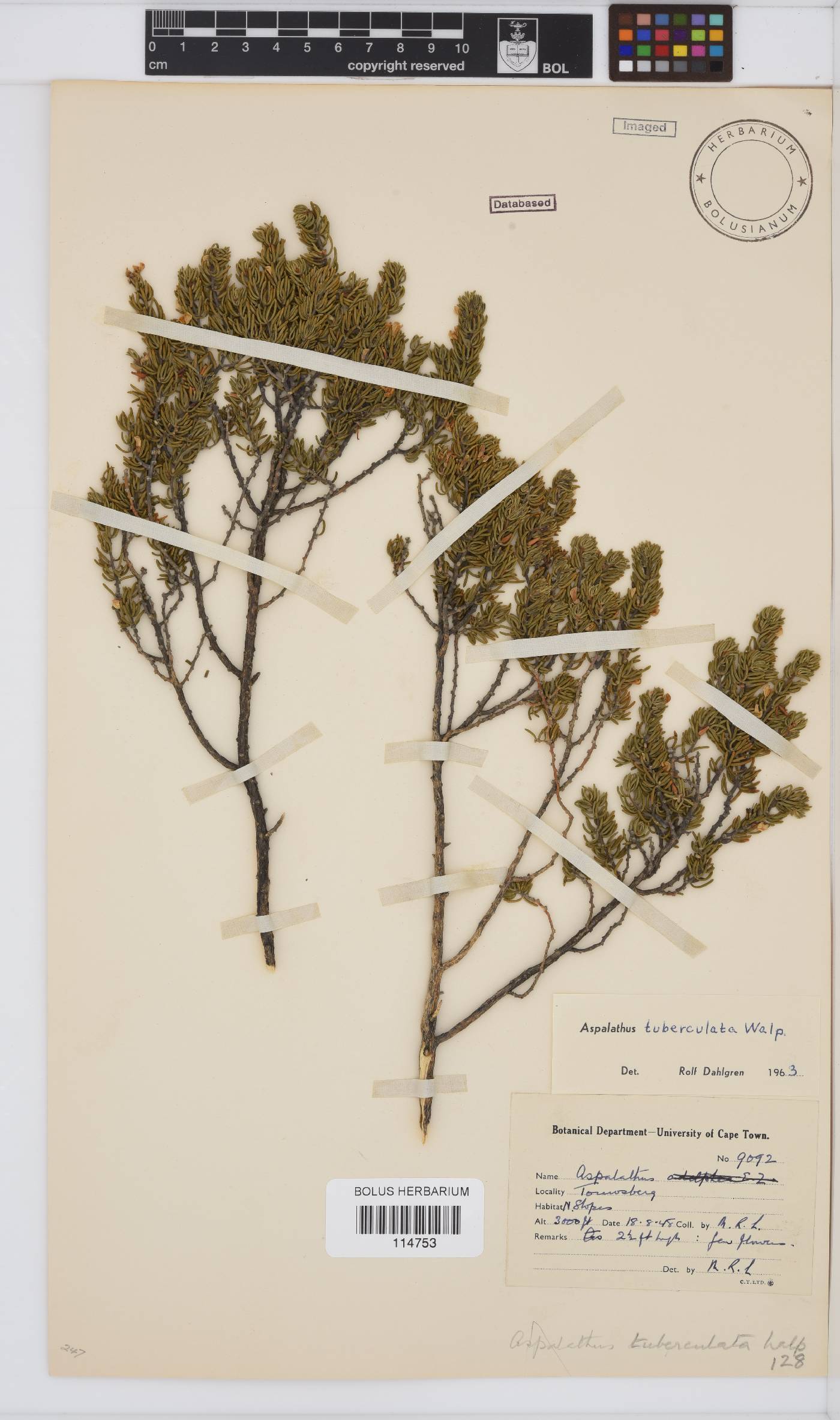 Aspalathus tuberculata image