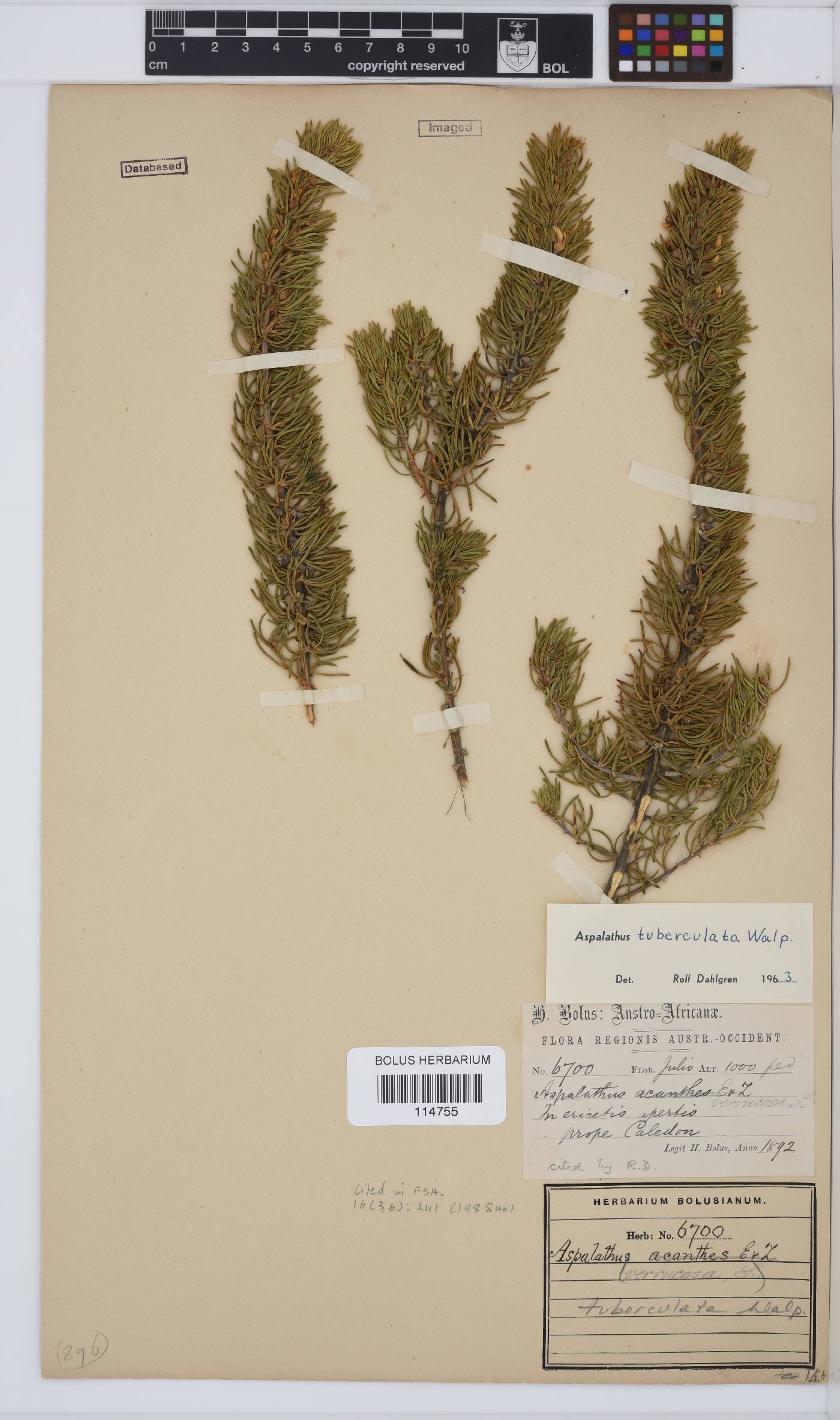 Aspalathus tuberculata image