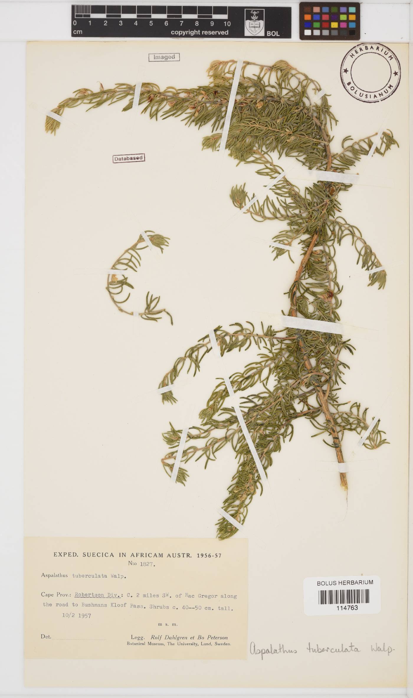 Aspalathus tuberculata image