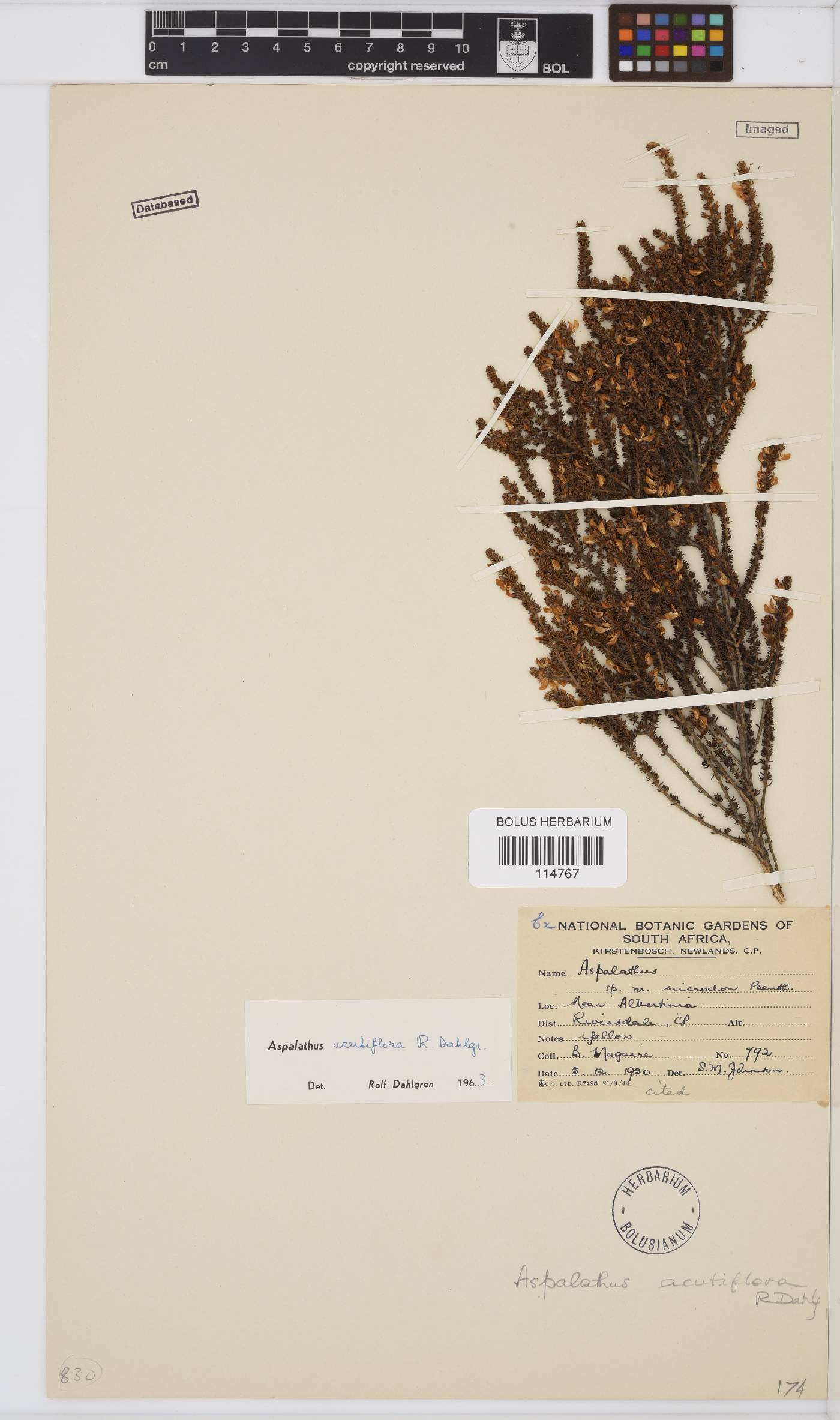 Aspalathus acutiflora image