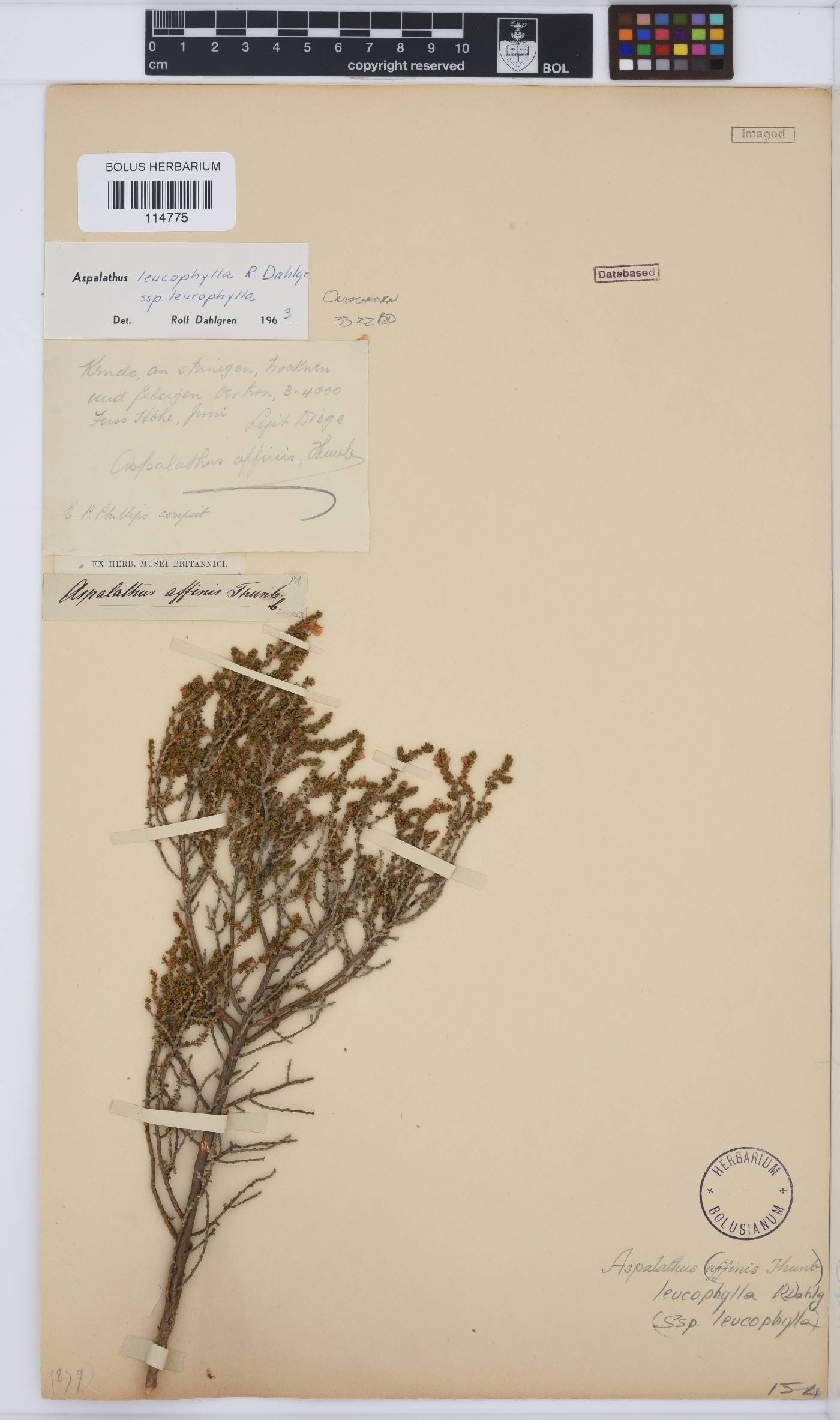 Aspalathus leucophylla image