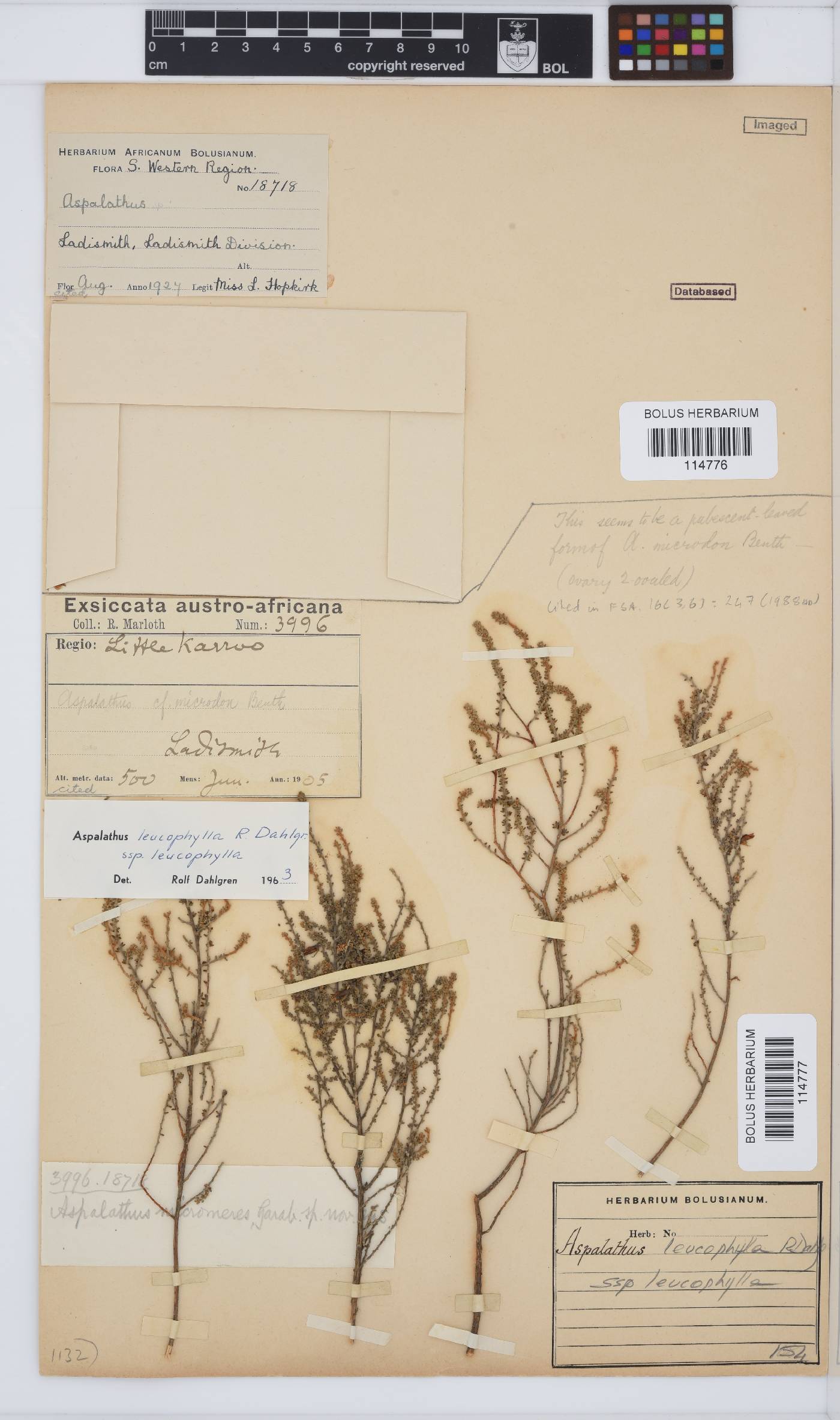 Aspalathus leucophylla image