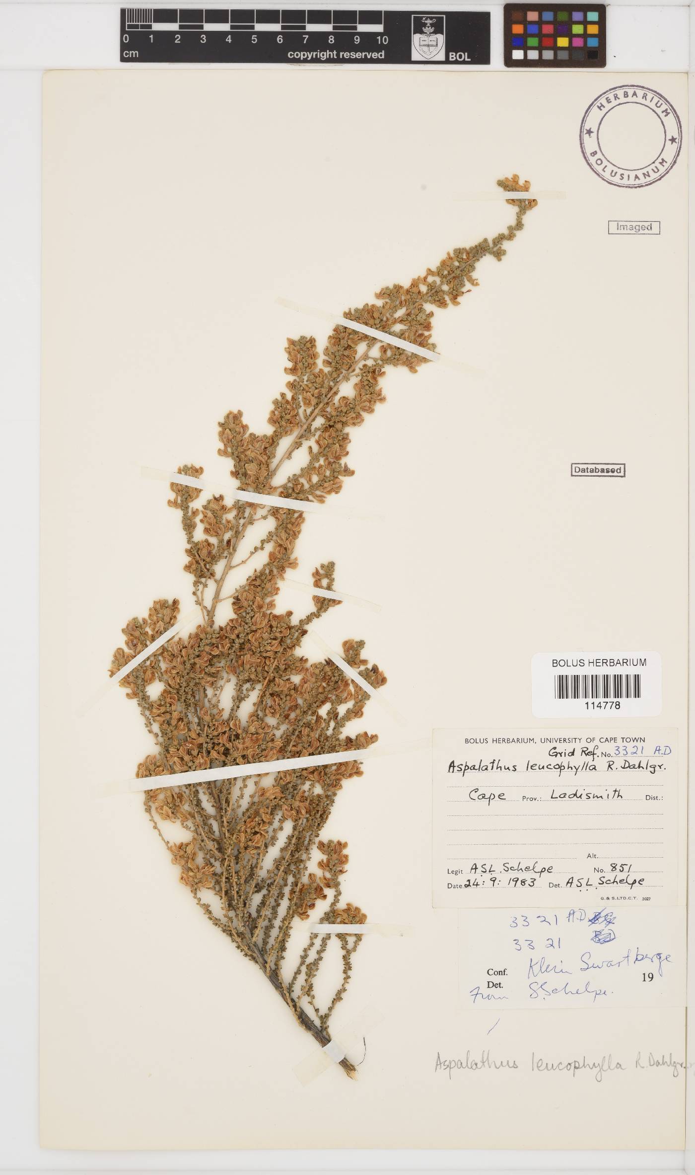 Aspalathus leucophylla image