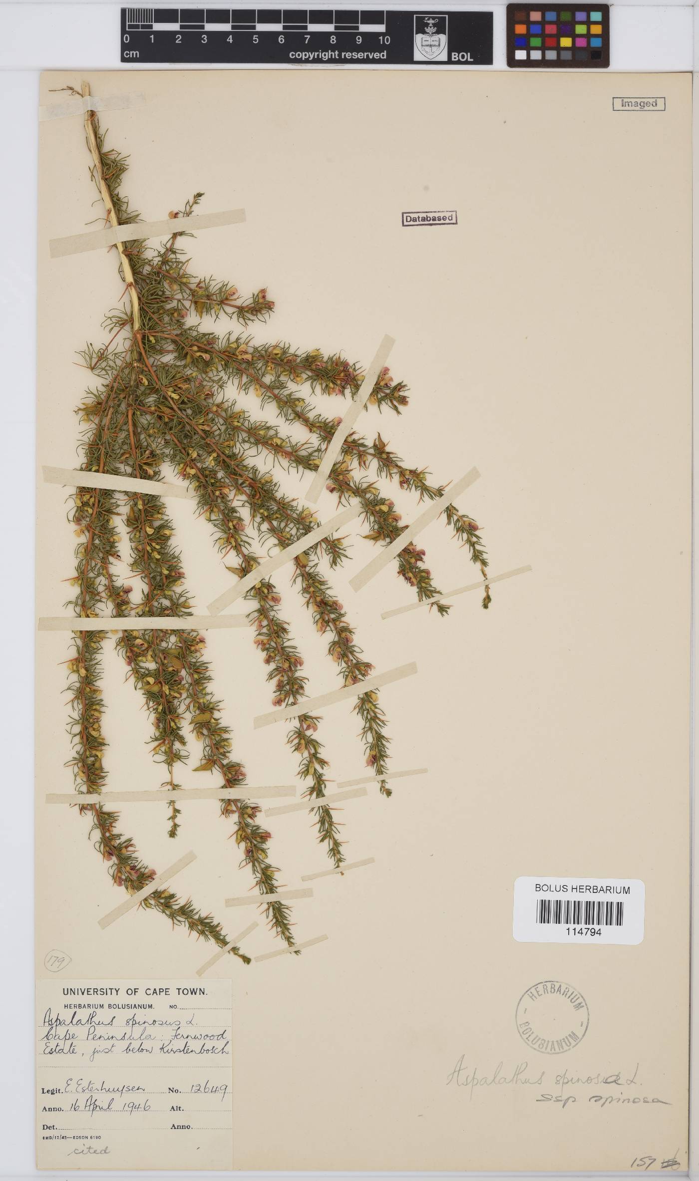 Aspalathus spinosa subsp. spinosa image