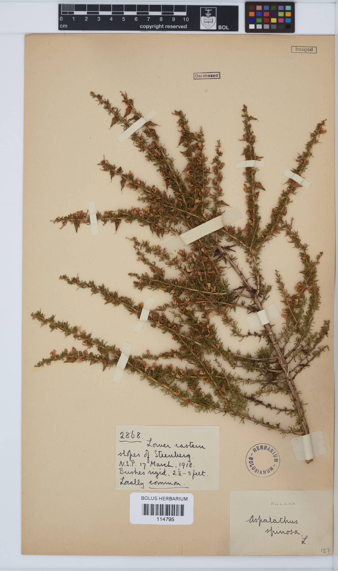 Aspalathus spinosa subsp. spinosa image