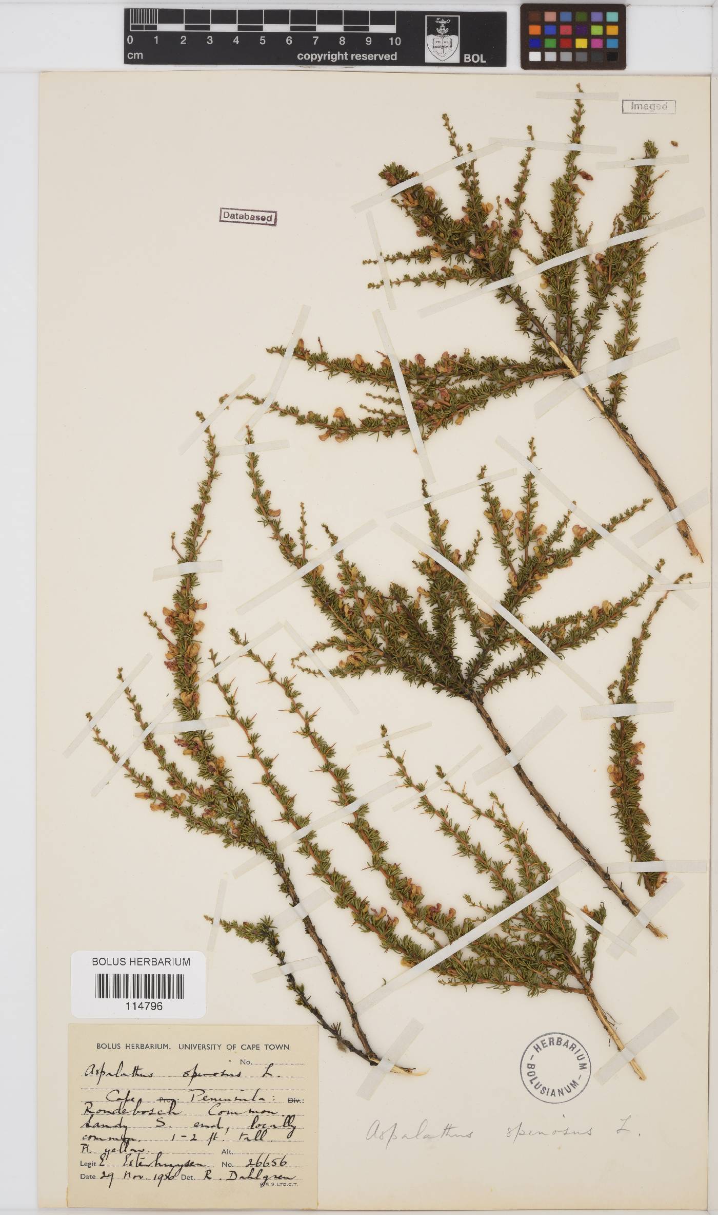 Aspalathus spinosa subsp. spinosa image