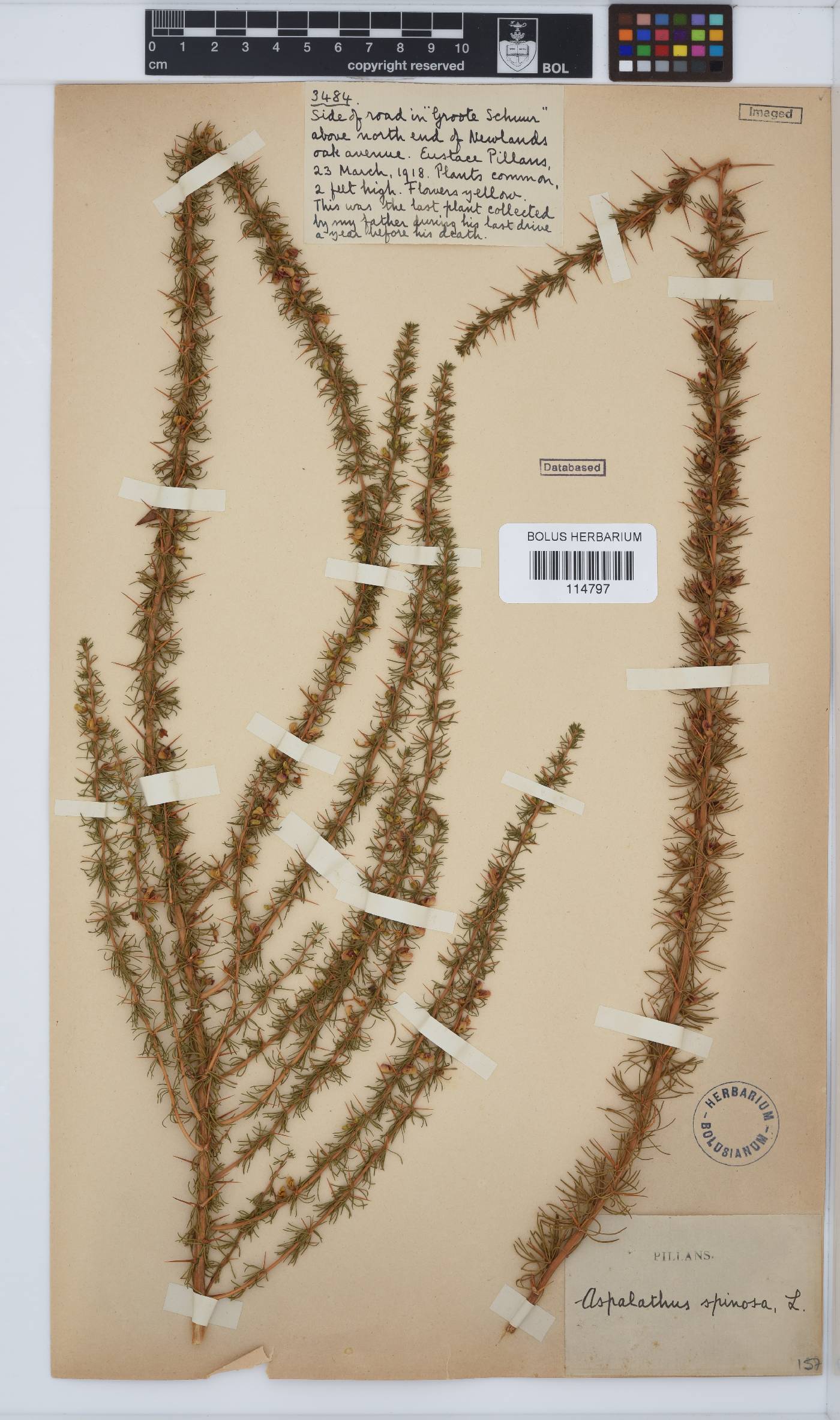 Aspalathus spinosa subsp. spinosa image