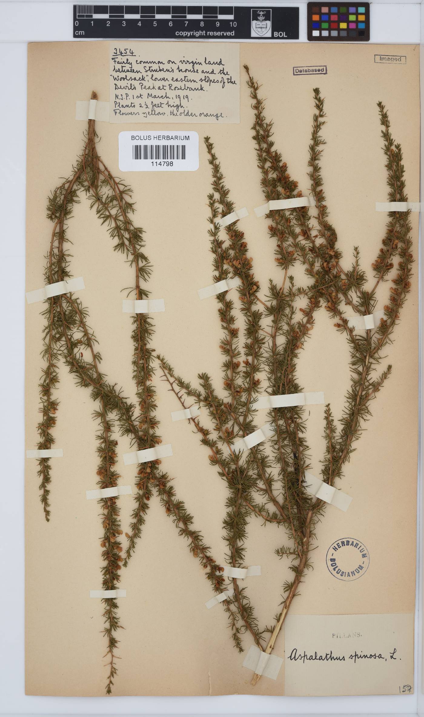 Aspalathus spinosa subsp. spinosa image