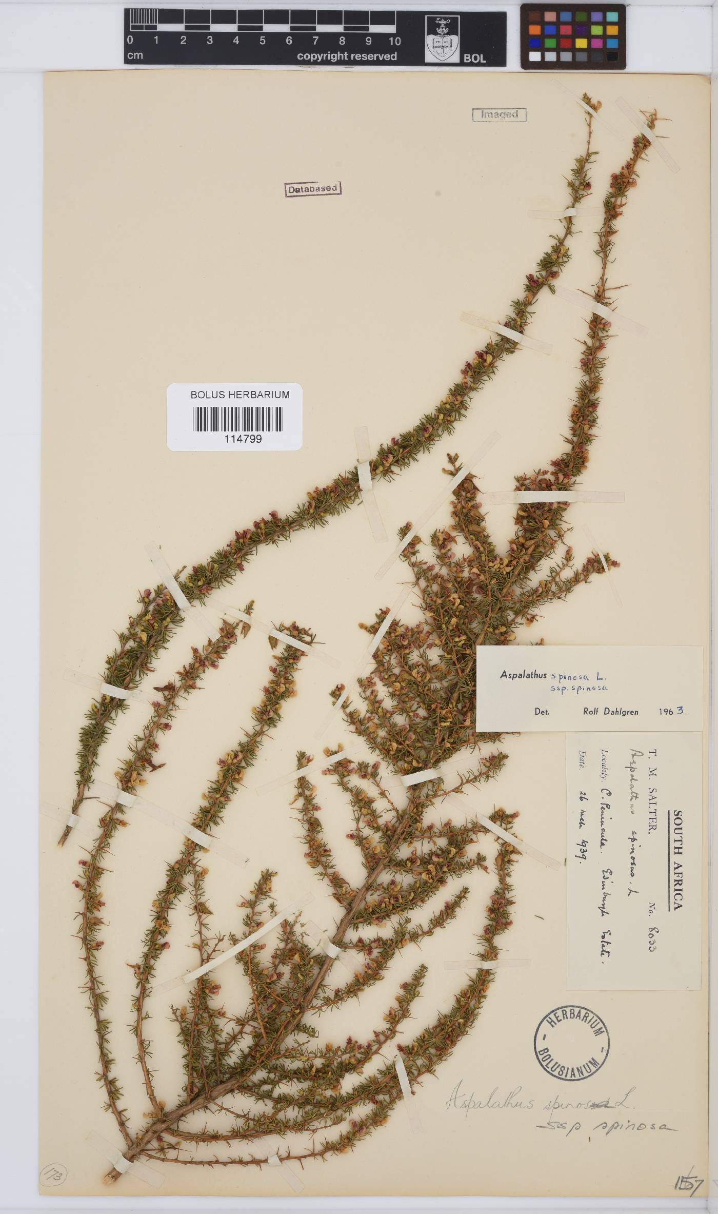 Aspalathus spinosa subsp. spinosa image