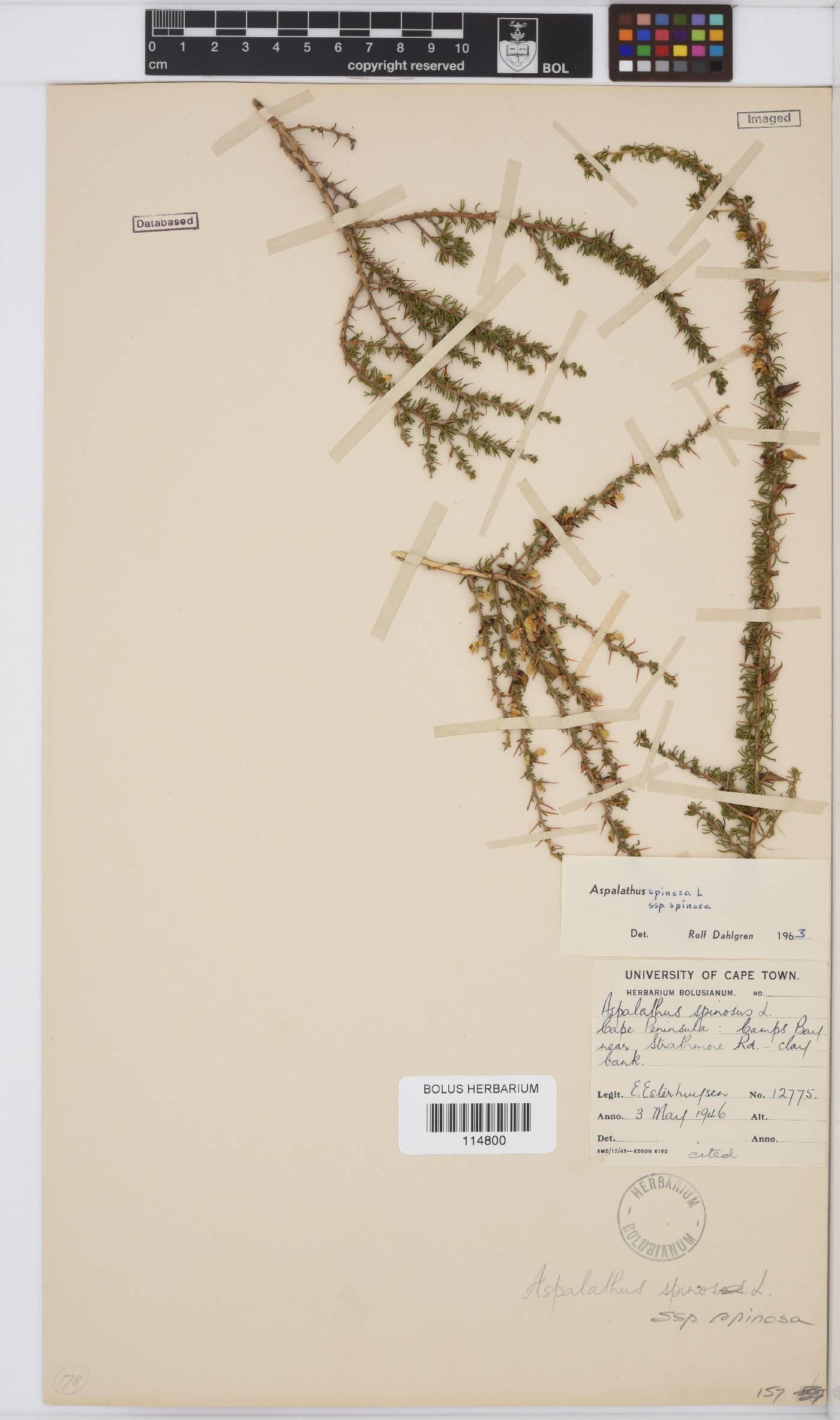 Aspalathus spinosa subsp. spinosa image