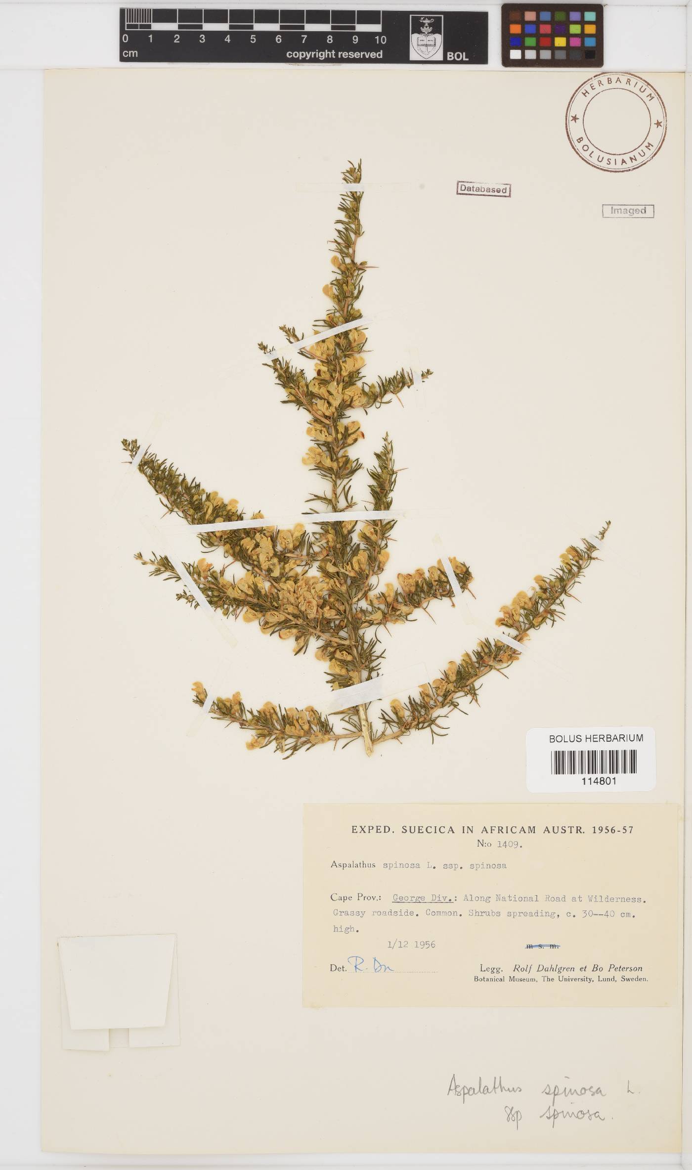 Aspalathus spinosa subsp. spinosa image