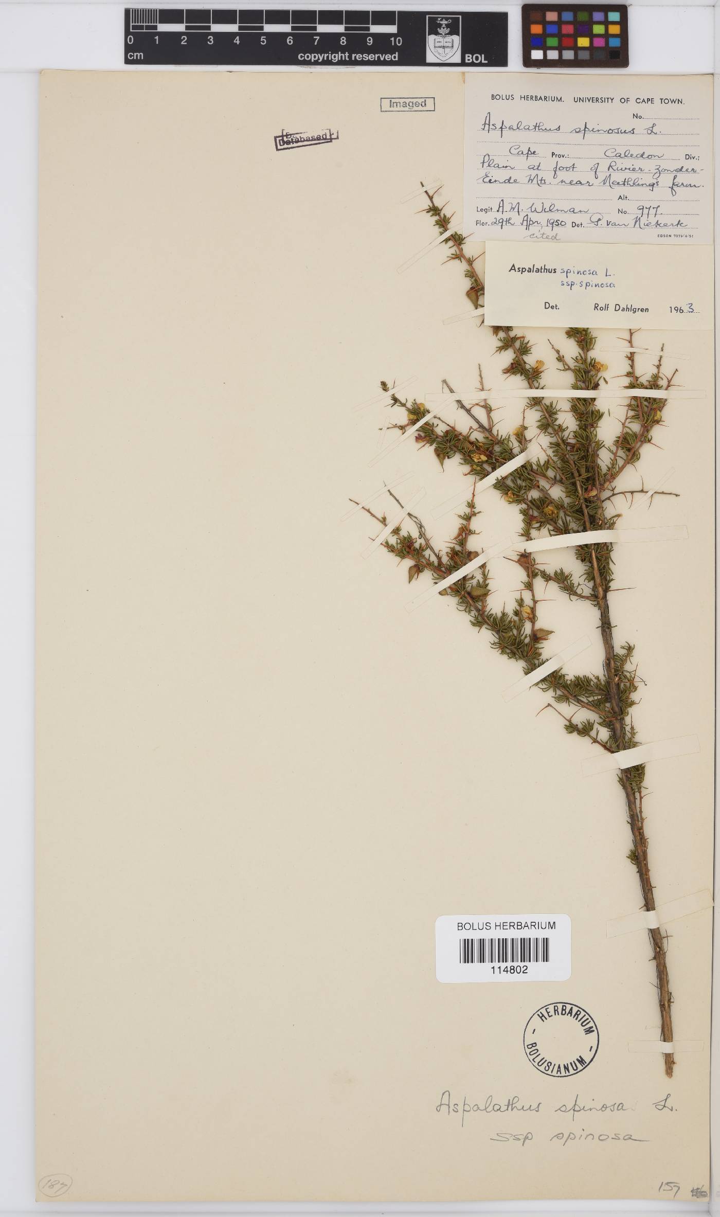 Aspalathus spinosa subsp. spinosa image