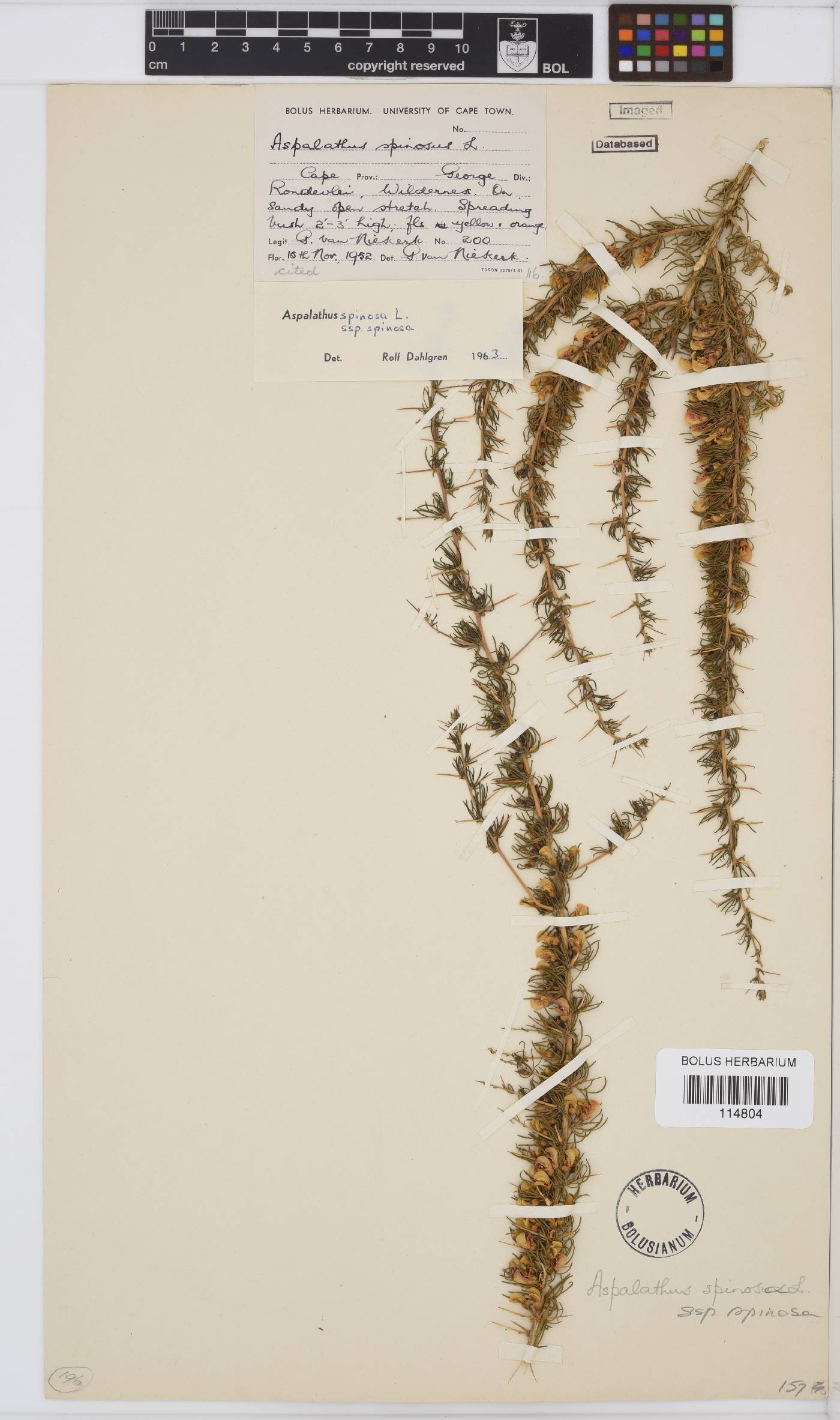 Aspalathus spinosa subsp. spinosa image