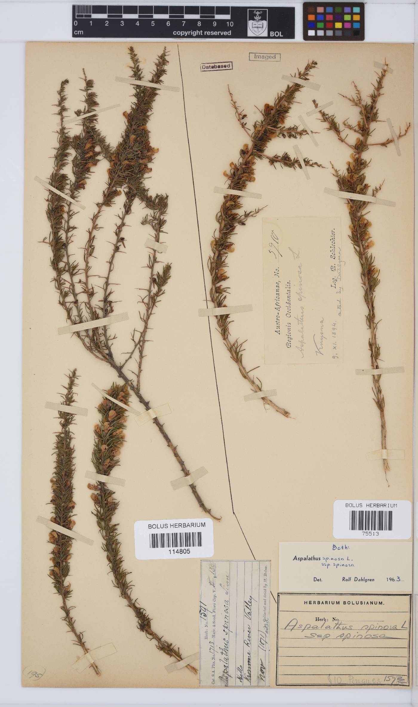 Aspalathus spinosa image