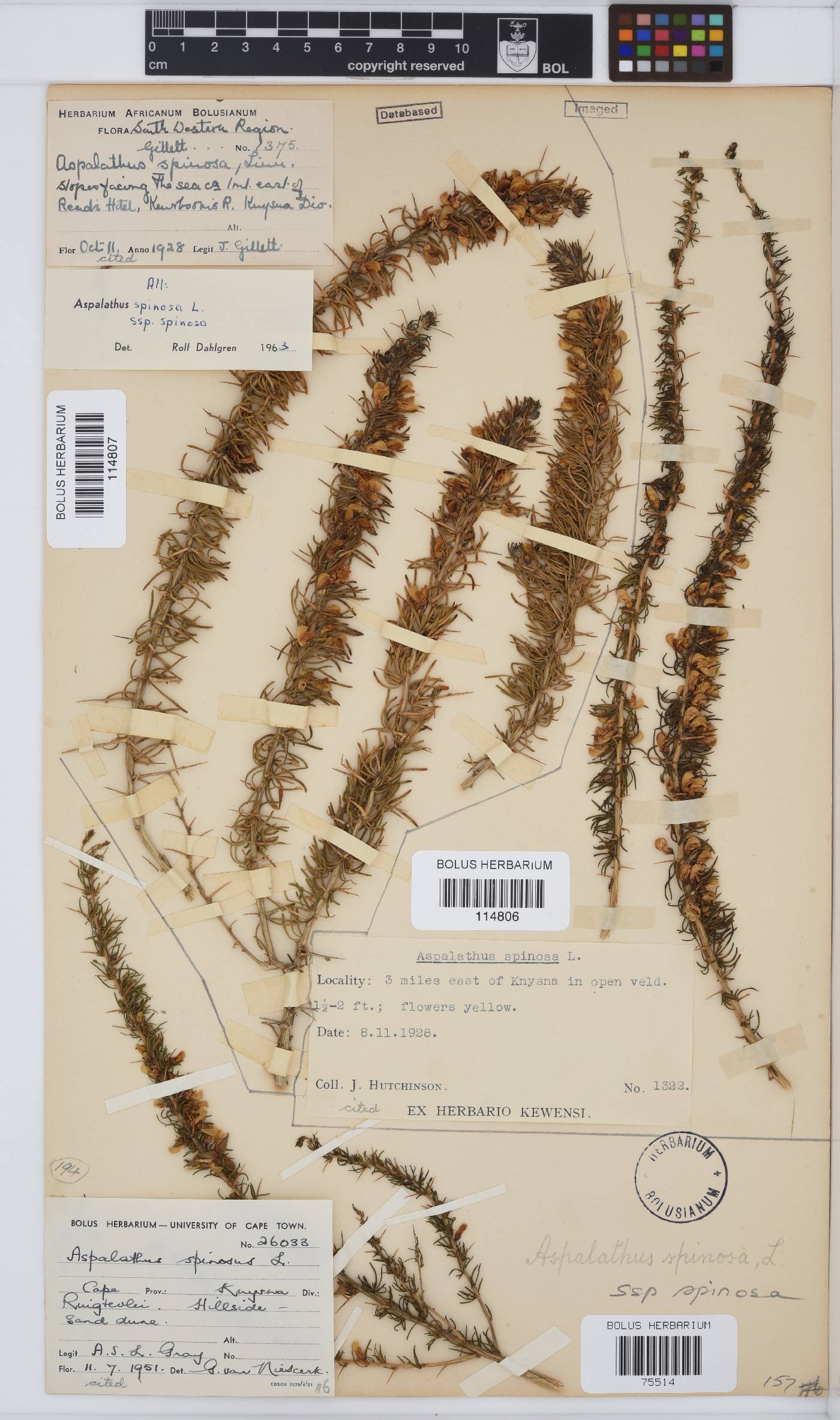 Aspalathus spinosa image