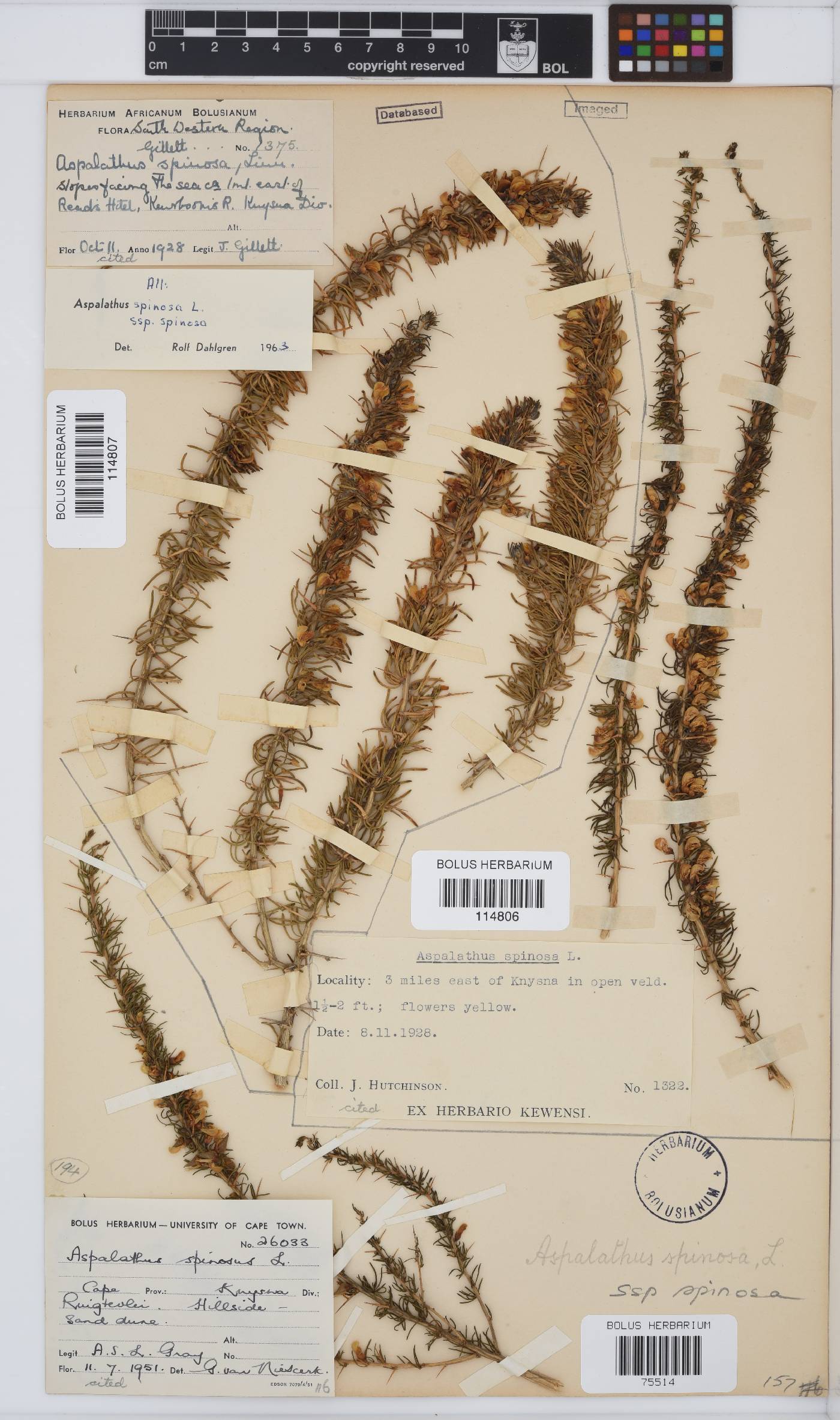 Aspalathus spinosa image