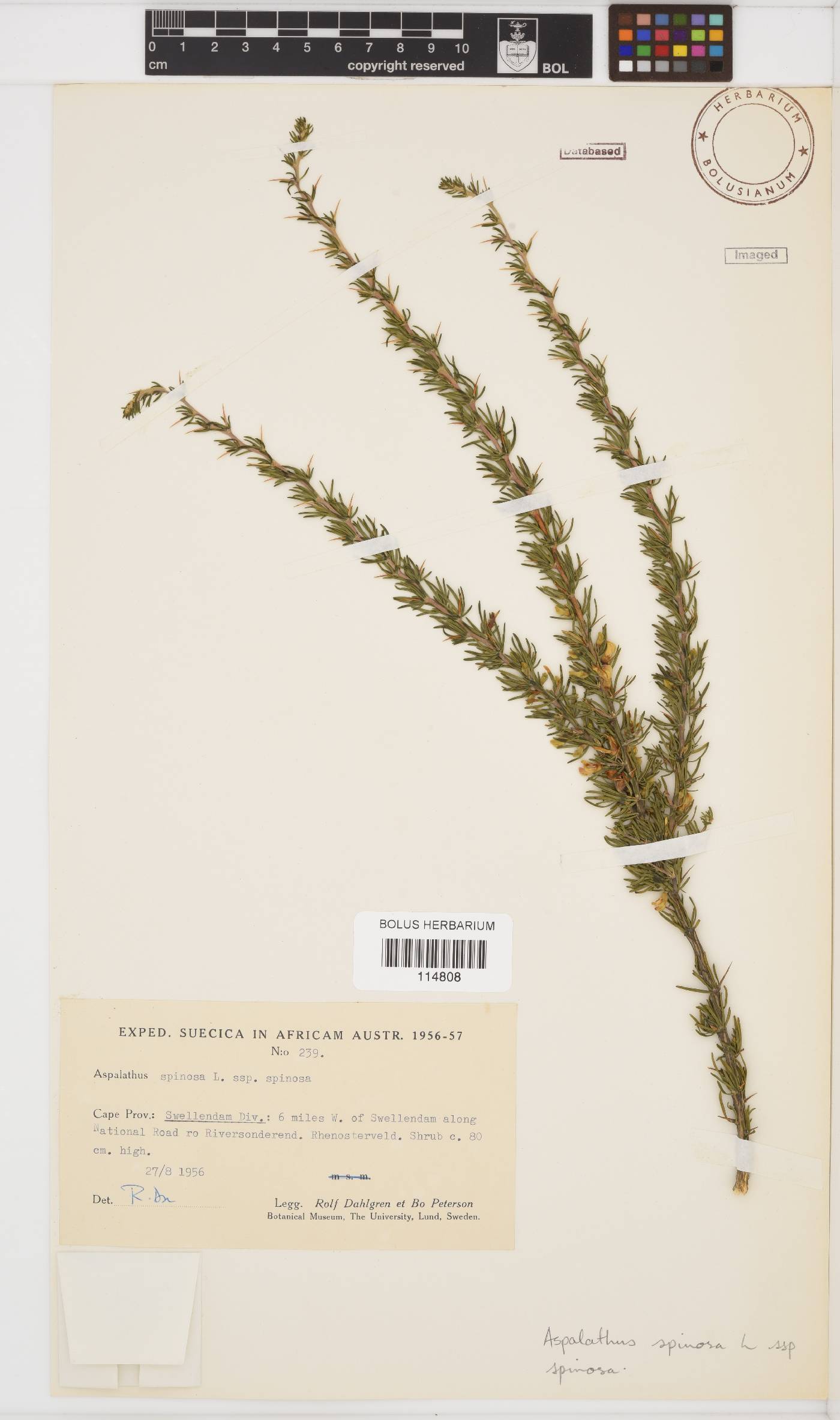 Aspalathus spinosa image