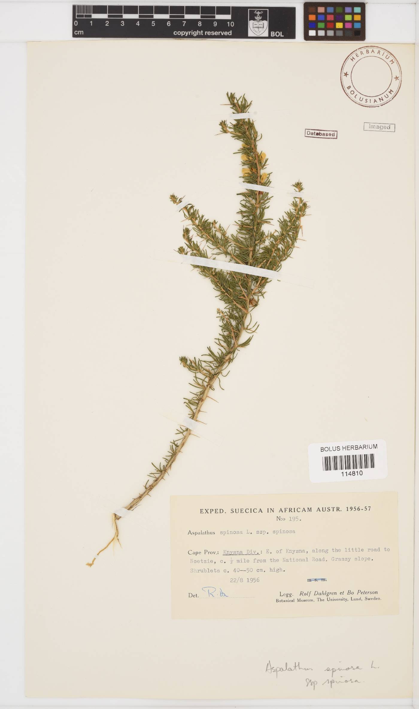 Aspalathus spinosa image
