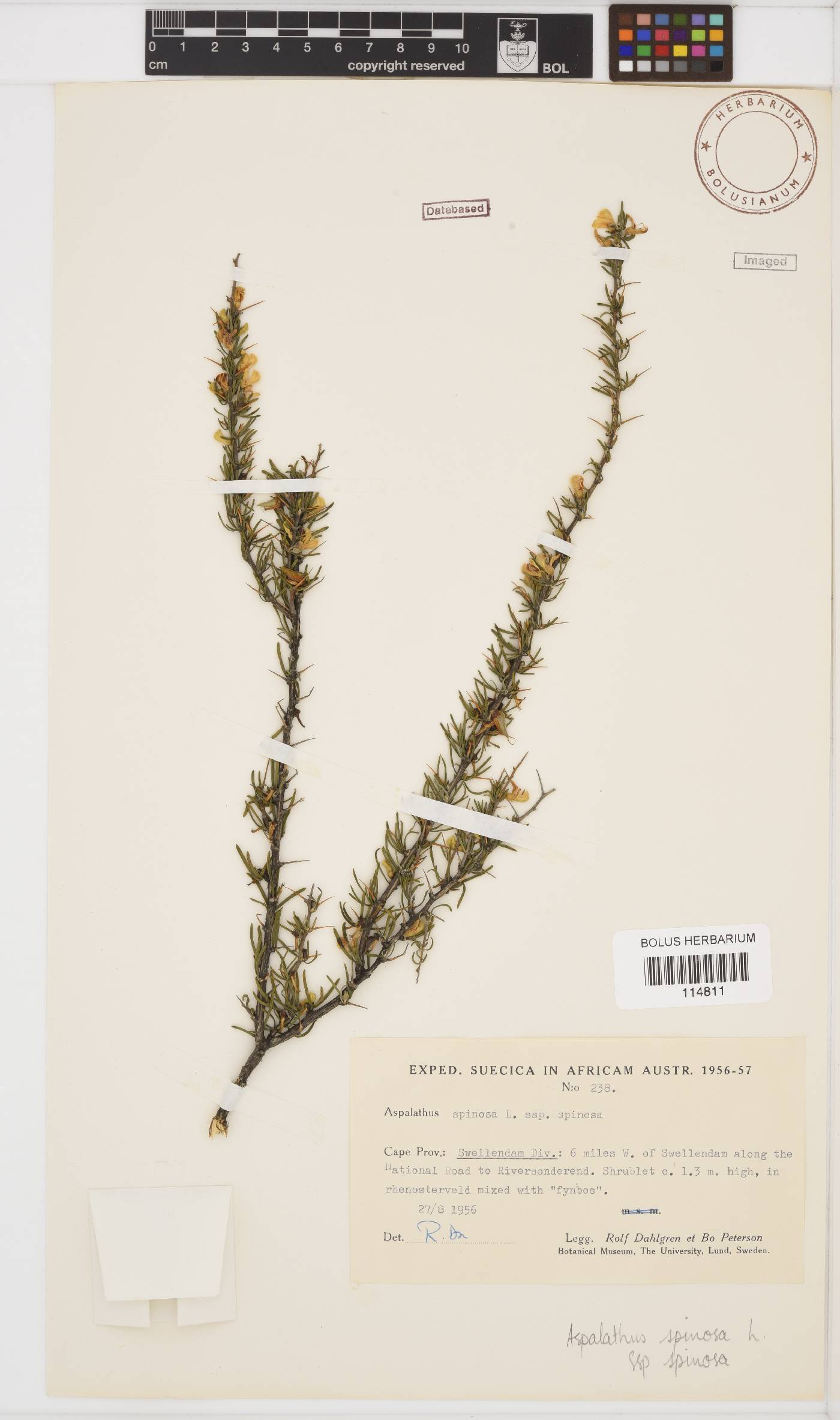 Aspalathus spinosa image