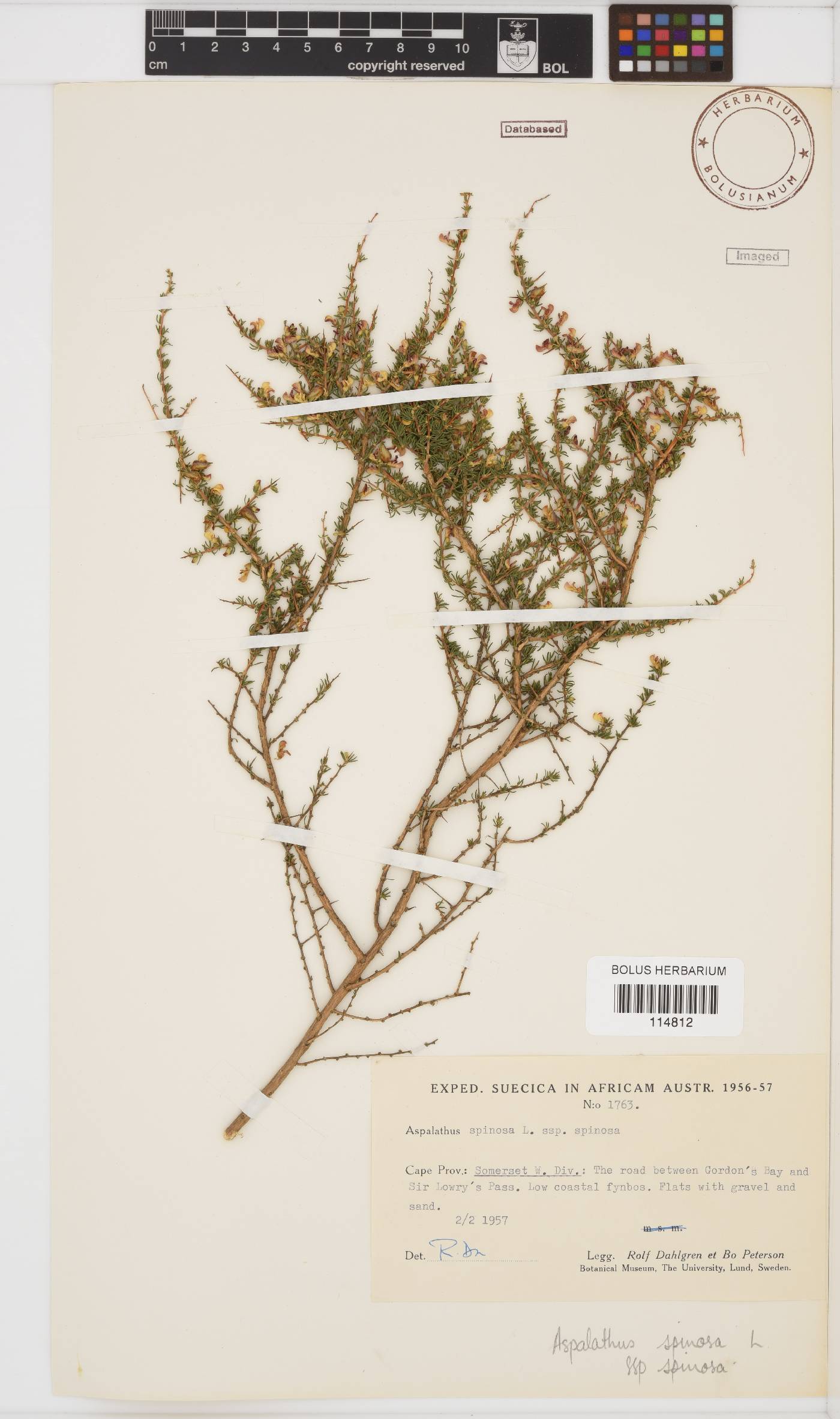 Aspalathus spinosa image