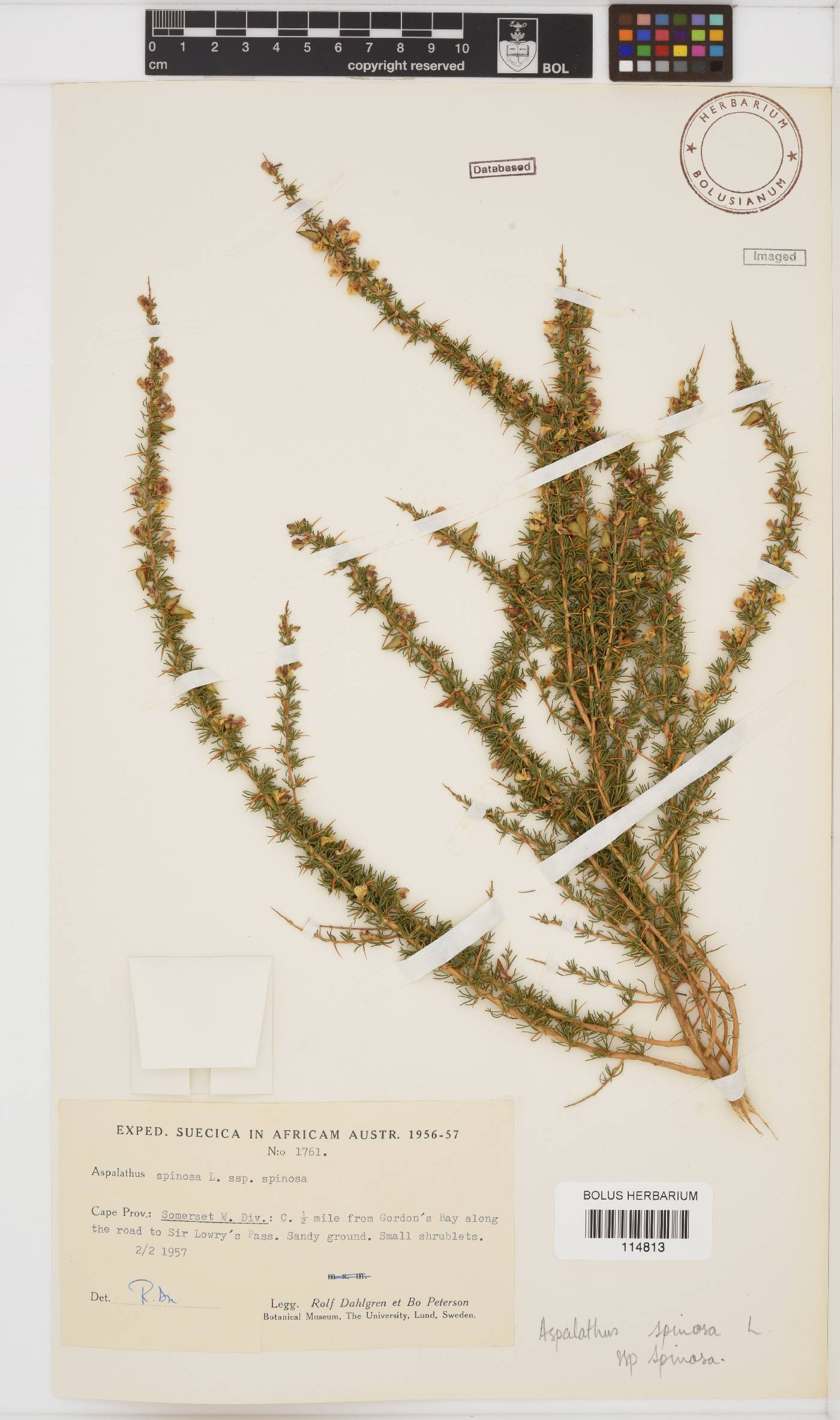 Aspalathus spinosa subsp. spinosa image