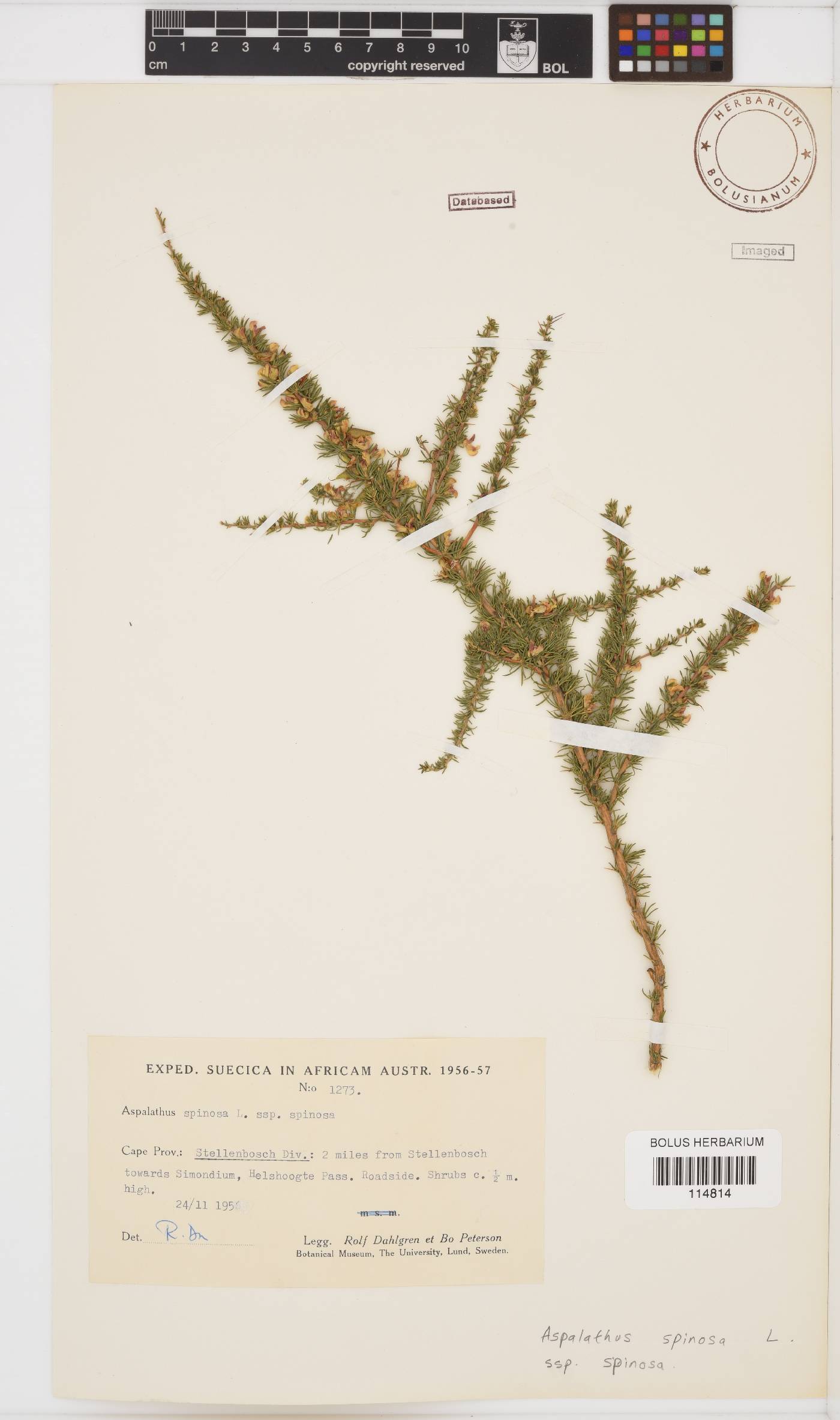 Aspalathus spinosa image