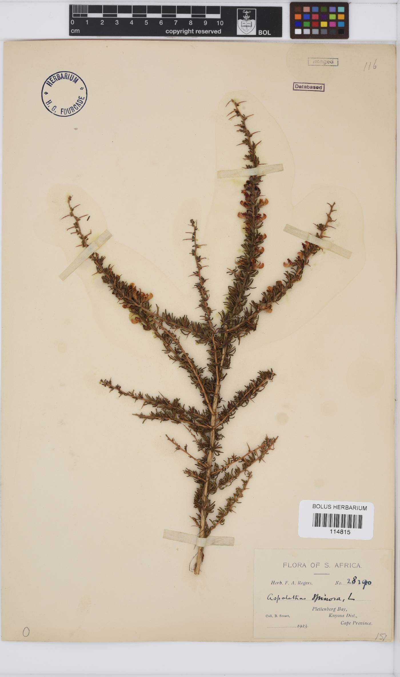 Aspalathus spinosa image